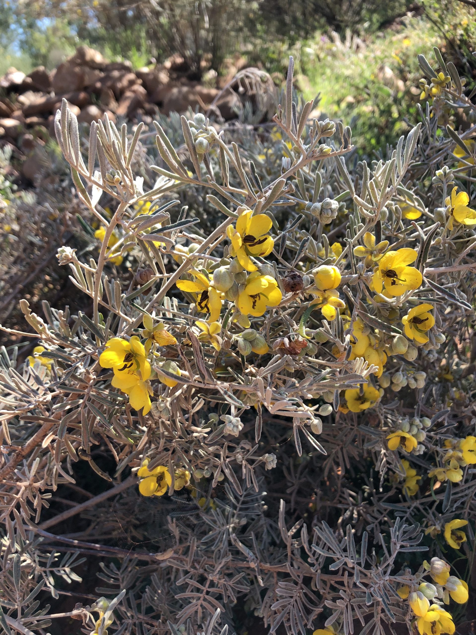 Senna species. Photo: Nancy Auerbach