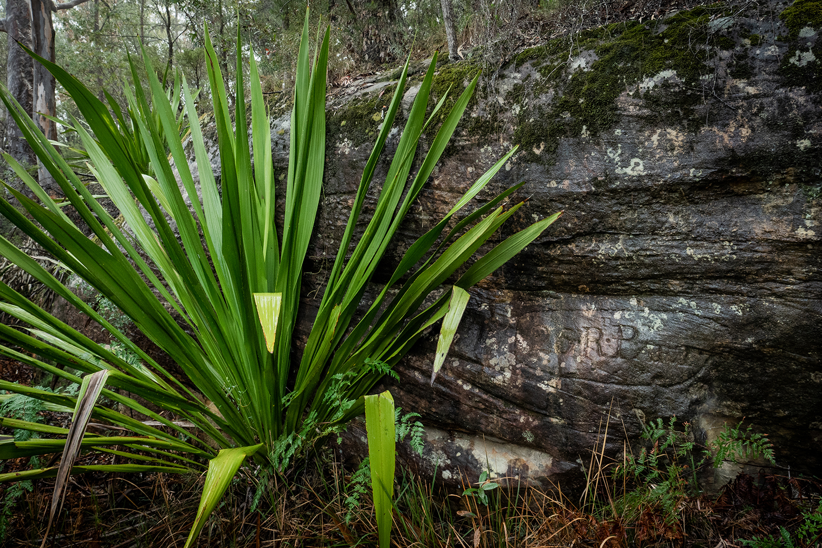 25Rd Party convict graffiti, Finchs Line, Dharug National Park. Photo: Sarah Abad
