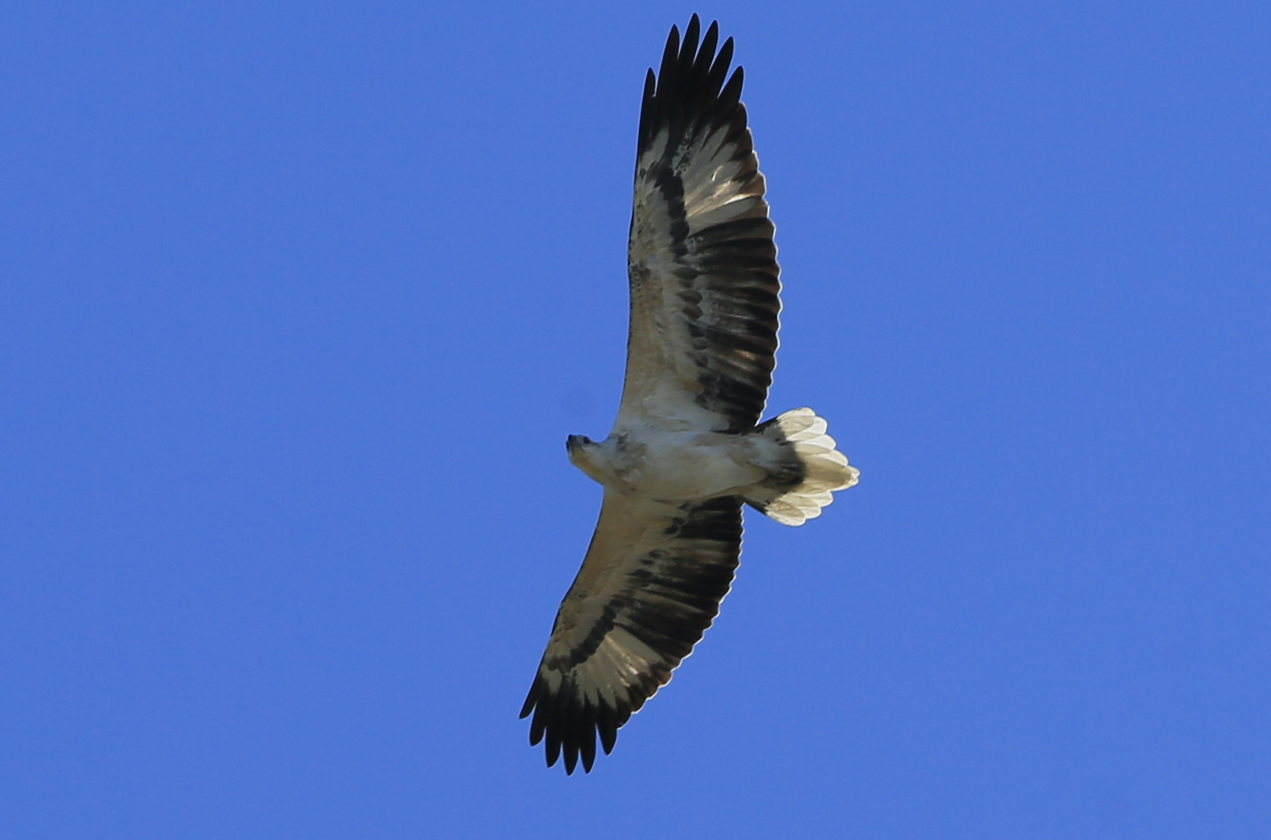 White-bellied Sea-Eagle (Haliaeetus leucogaster). Photo credit Charles Dove/DPIE