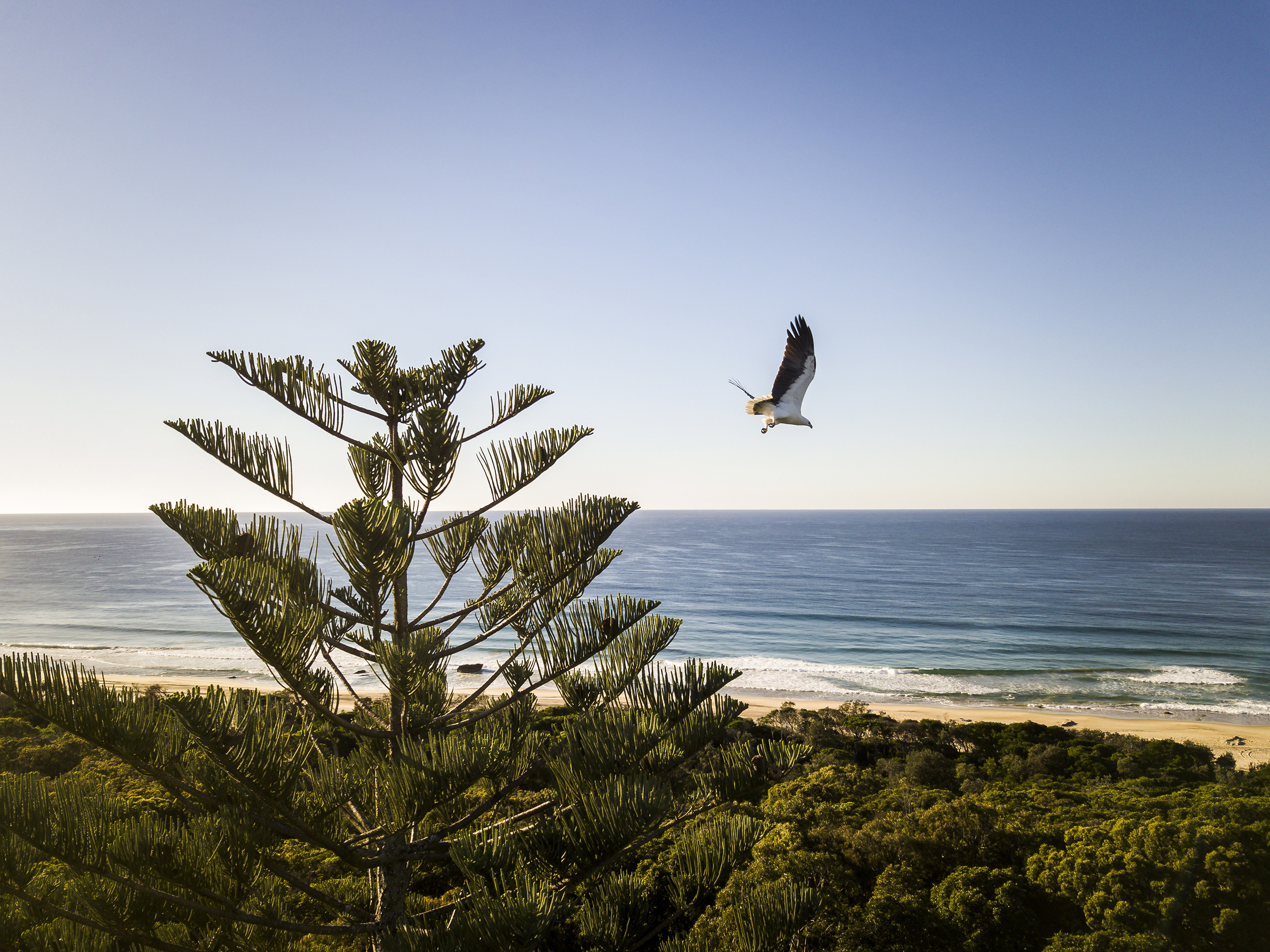White-bellied sea eagle near Tuckers Rocks cottage, Bongil Bongil National Park. Photo credit: John Spencer/DPIE