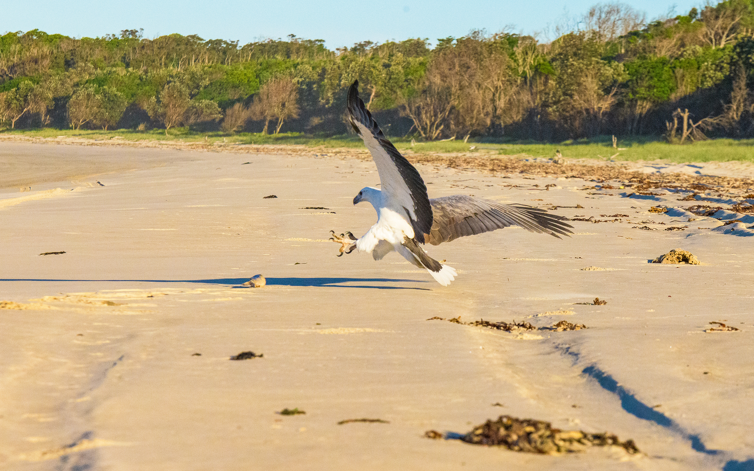 White-bellied sea eagle swoops on prey at Shark Bay, Bundjalung National Park. Photo credit: Jessica Robertson/DPIE