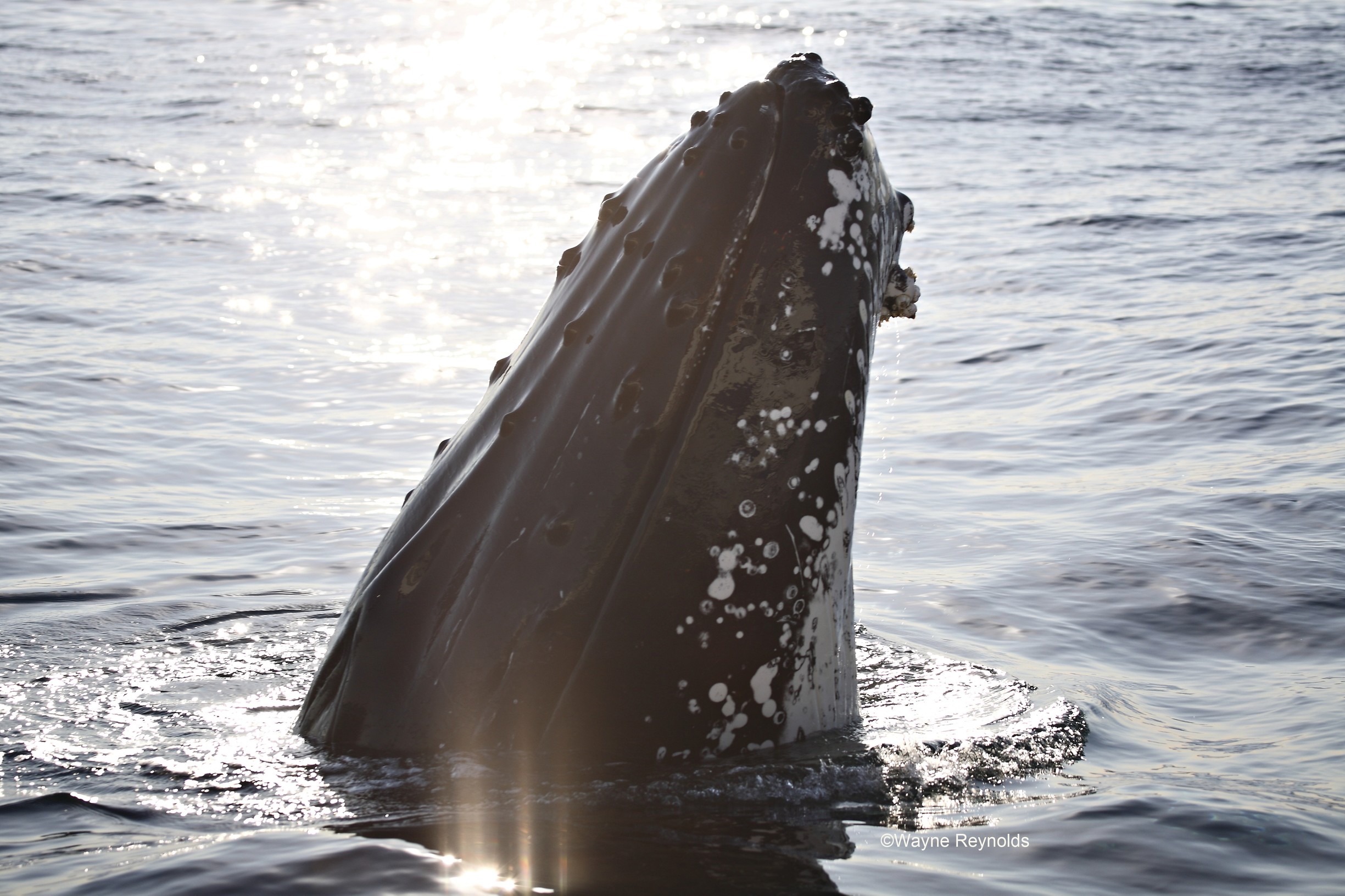 Humpback whale, Megaptera novaeangliae rostrum covered with knobs cetaceans. Photo credit: Wayne Reynolds / DPIE