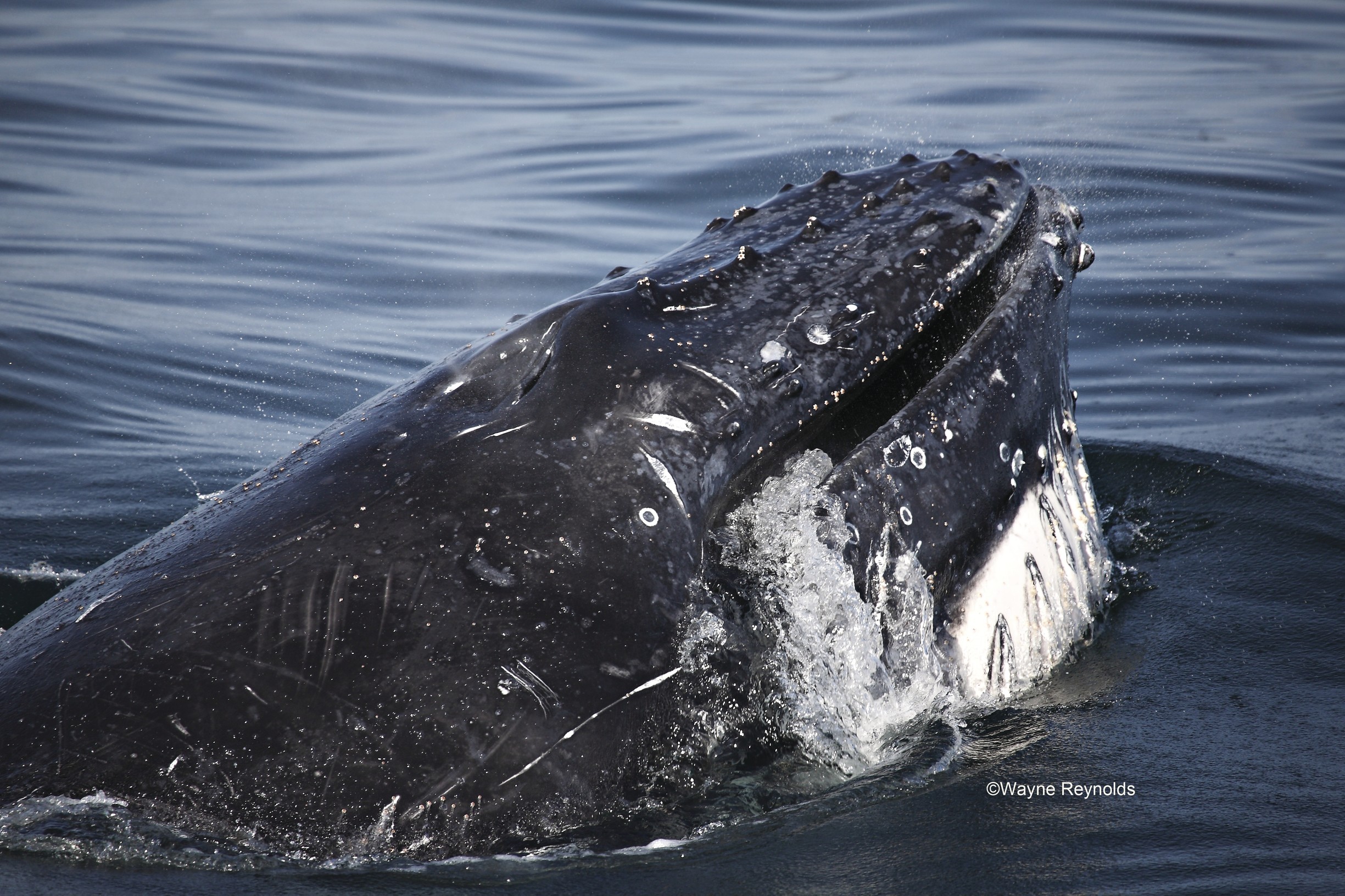 Humpback whale, Megaptera novaeangliae rostrum covered with knobs cetaceans. Photo credit : Wayne Reynolds / DPIE