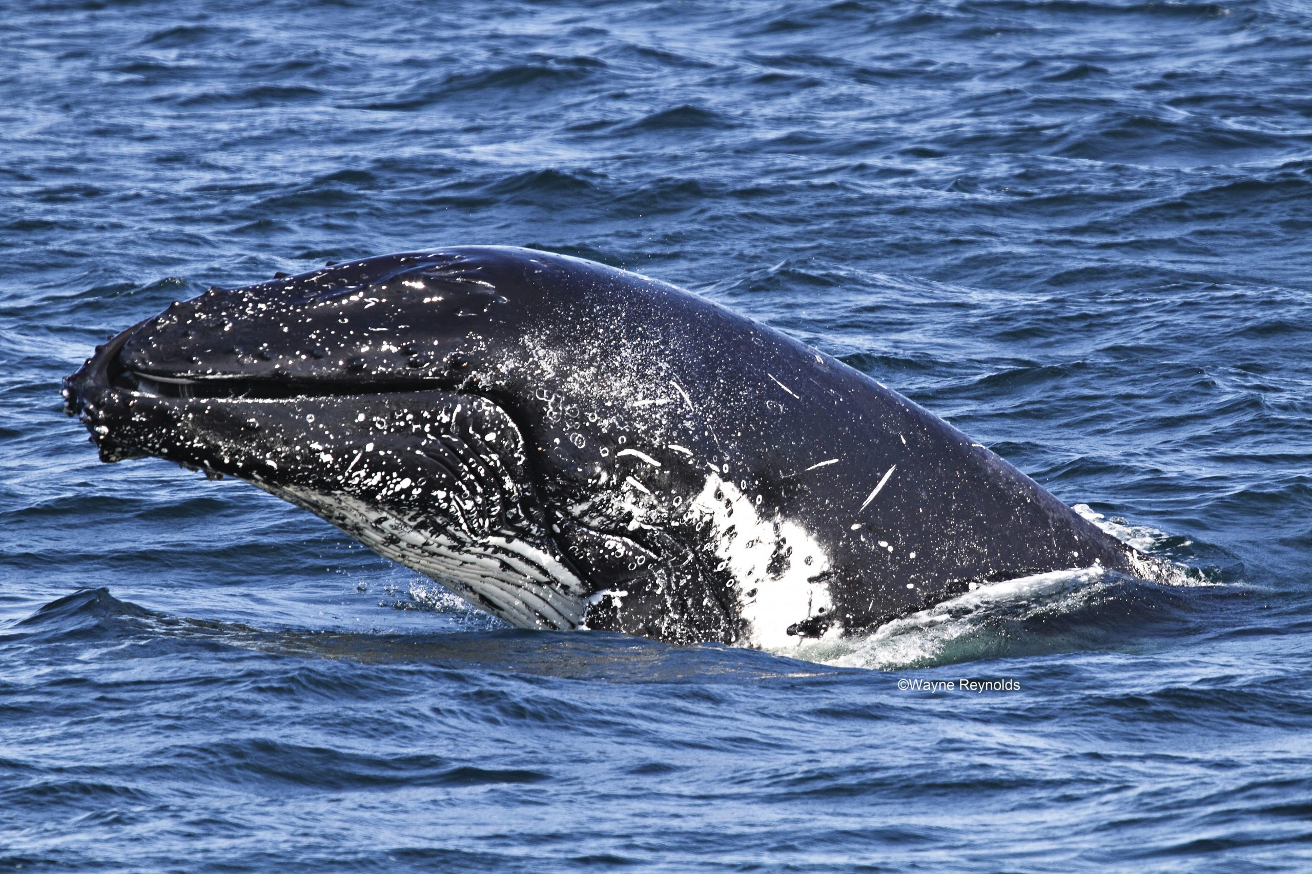 Lumpy, bumpy whales