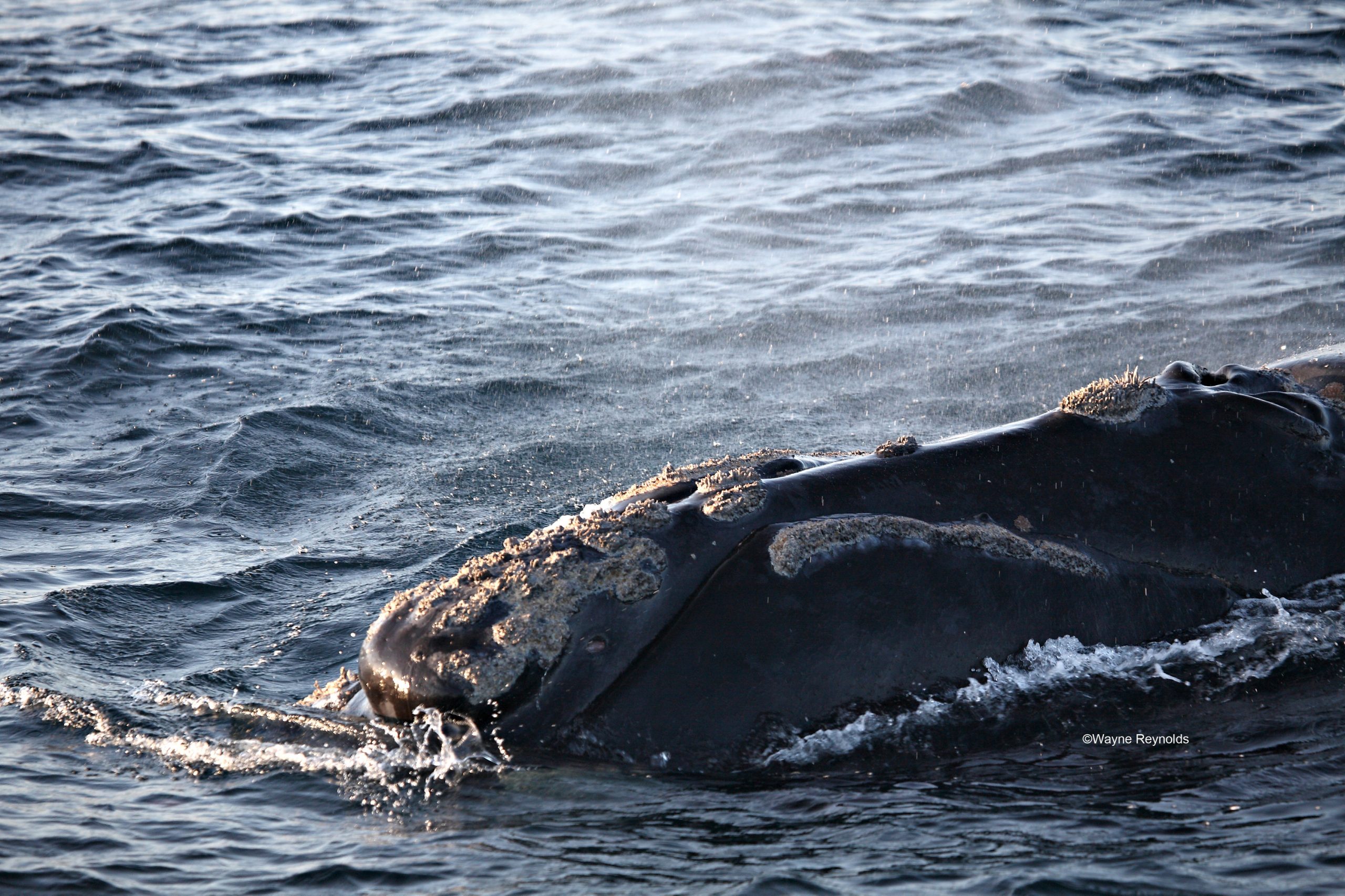 Southern Right Whale Eubalaena australis. Photo credit: Wayne Reynolds/DPIE