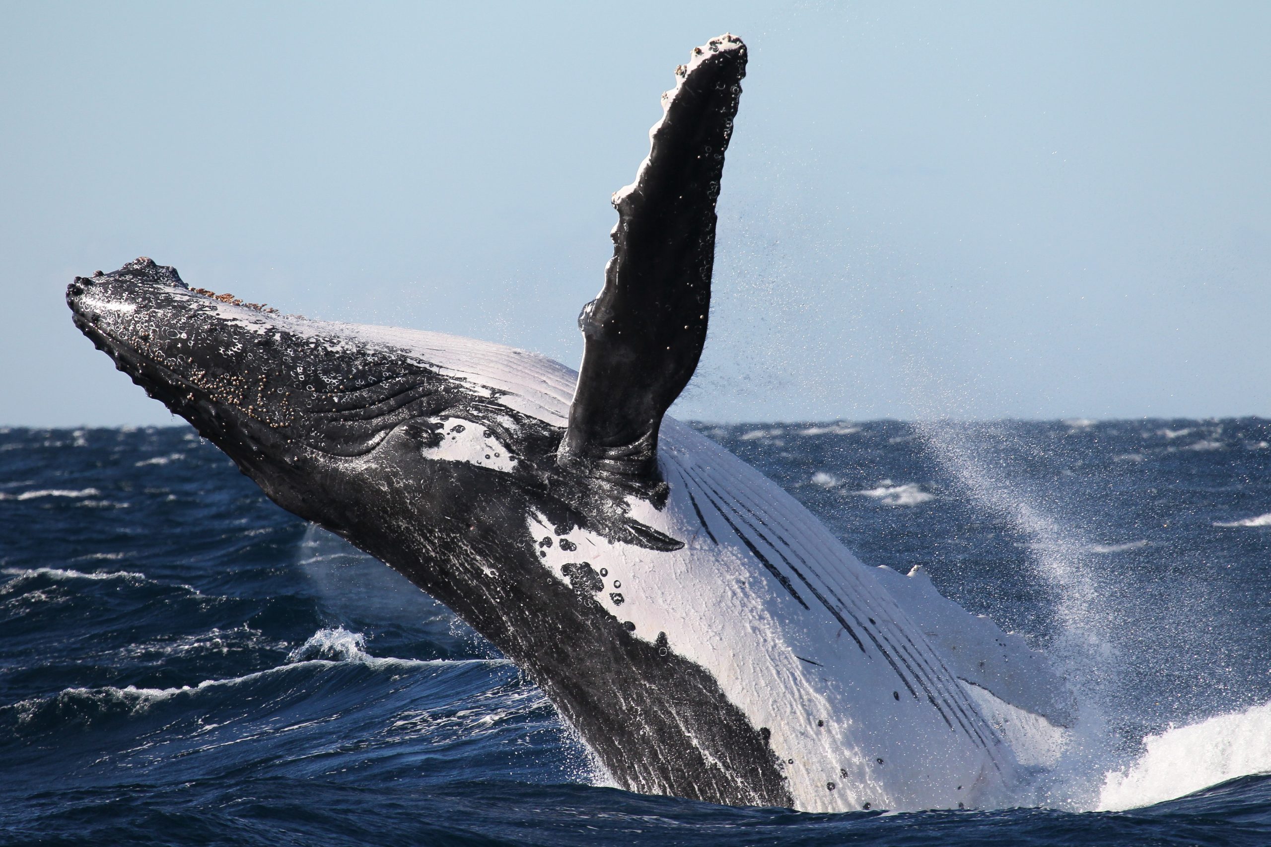 Humpback Whale Megaptera novaeangliae breaching Cetacean. Photo credit: Jonas Liebschner/DPIE