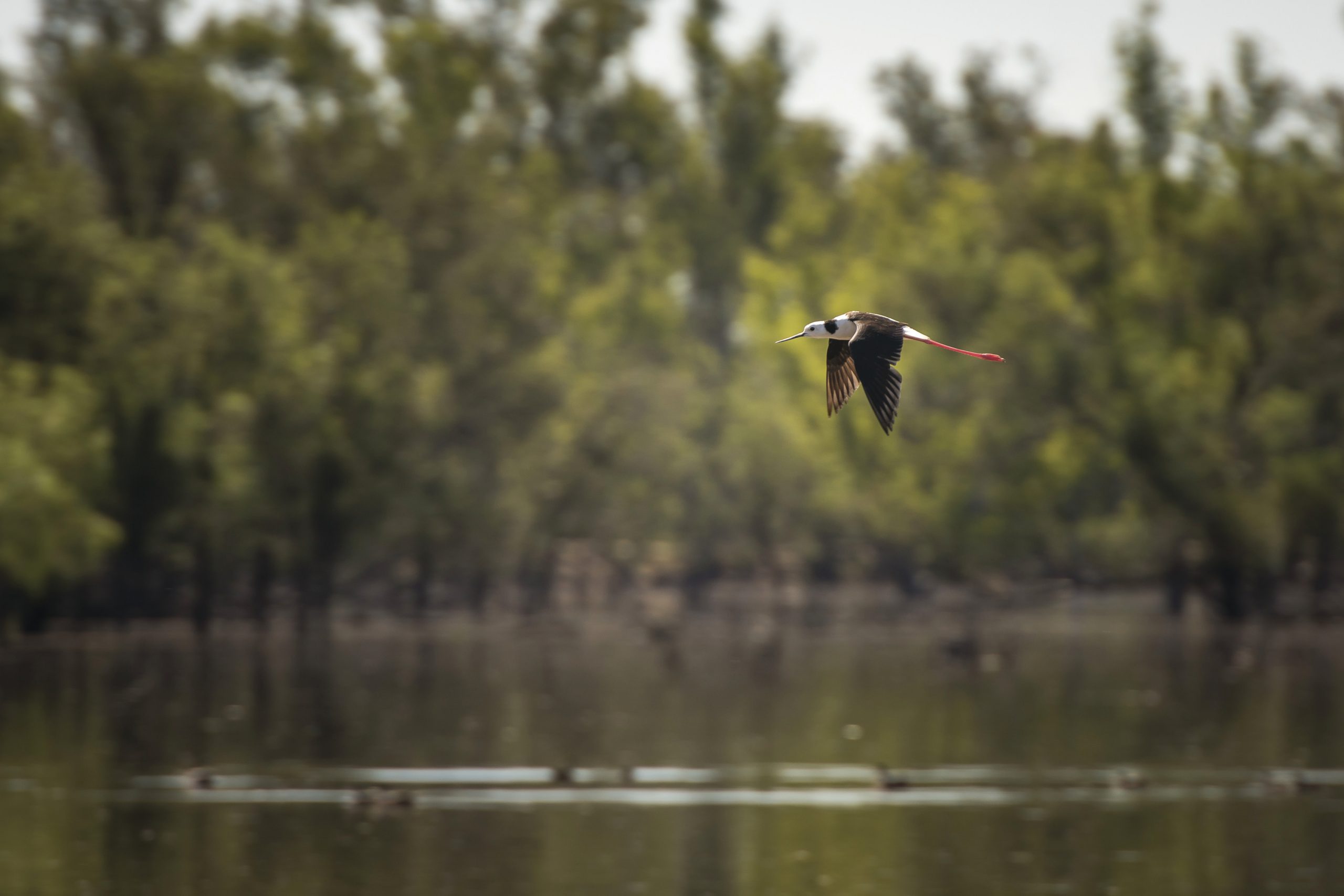 Black winged stilt, Mid Murray River. Photo: John Spencer / DCCEEW © DCCEEW