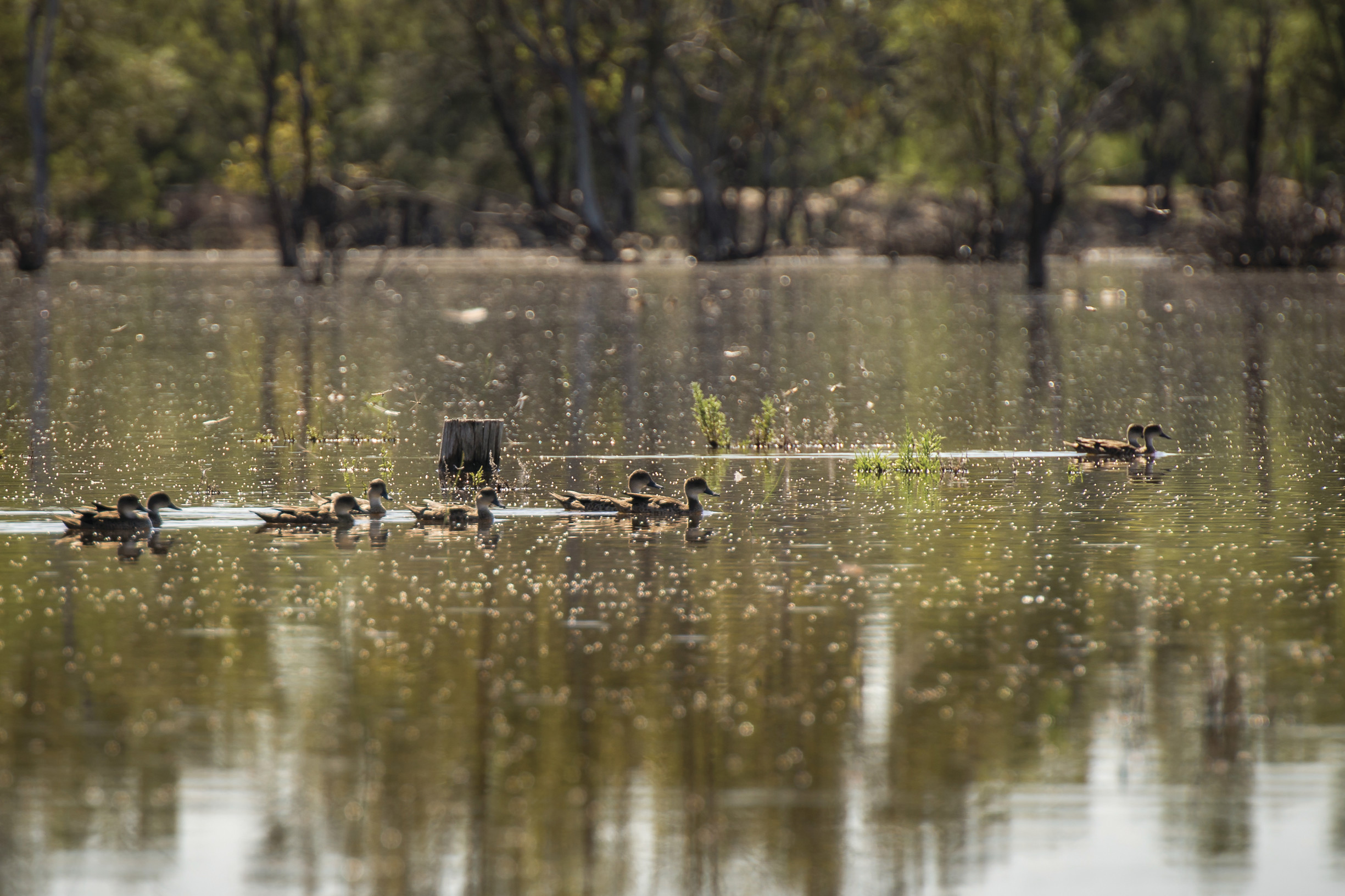 Grey Teal, Mid Murray River . Photo credit John Spencer / DCCEEW © DCCEEW