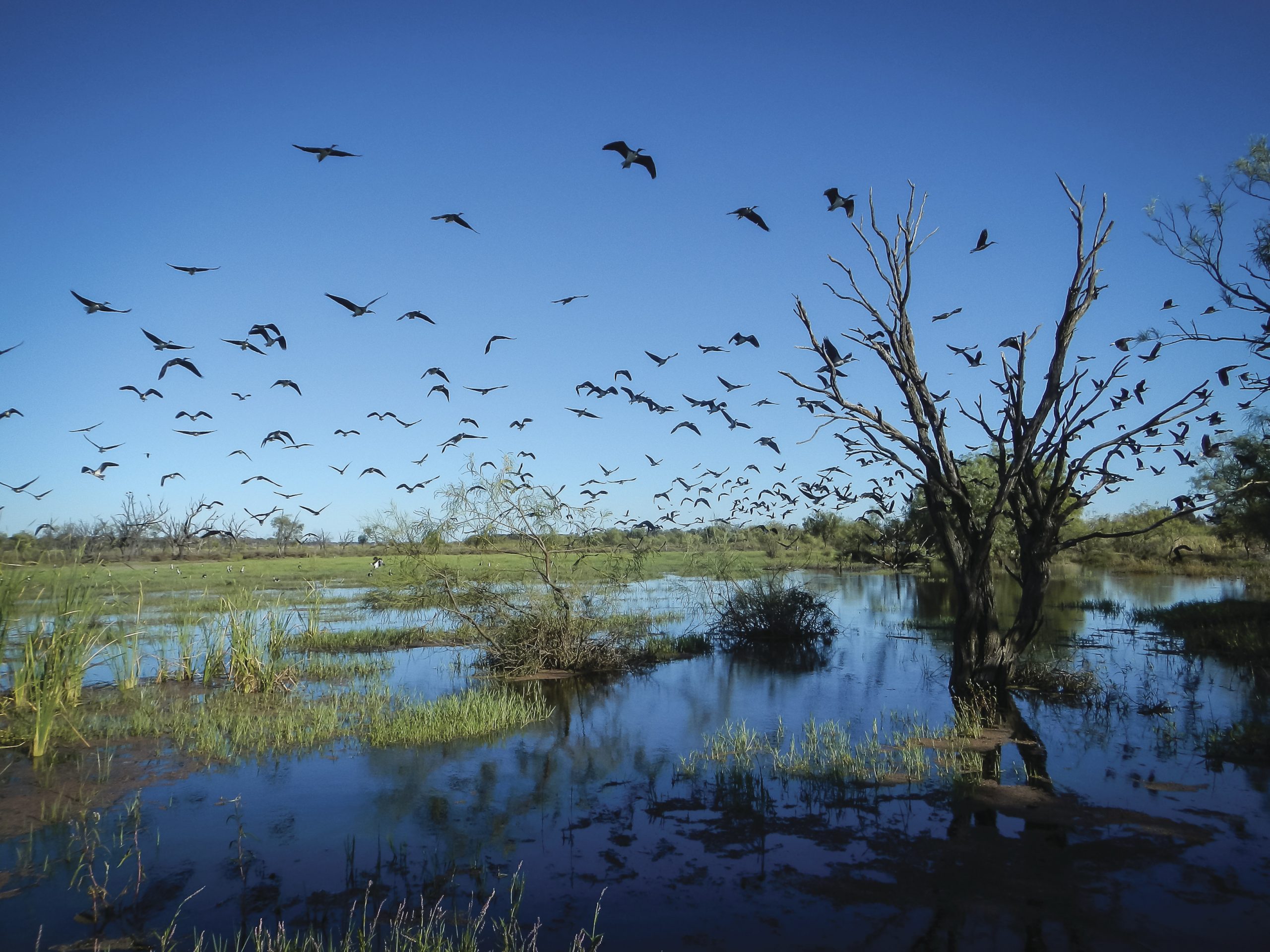 Young Ibis on the wing, Gwydir Wetlands, Northern NSW. Photo credit: Jennifer Spencer / DPIE