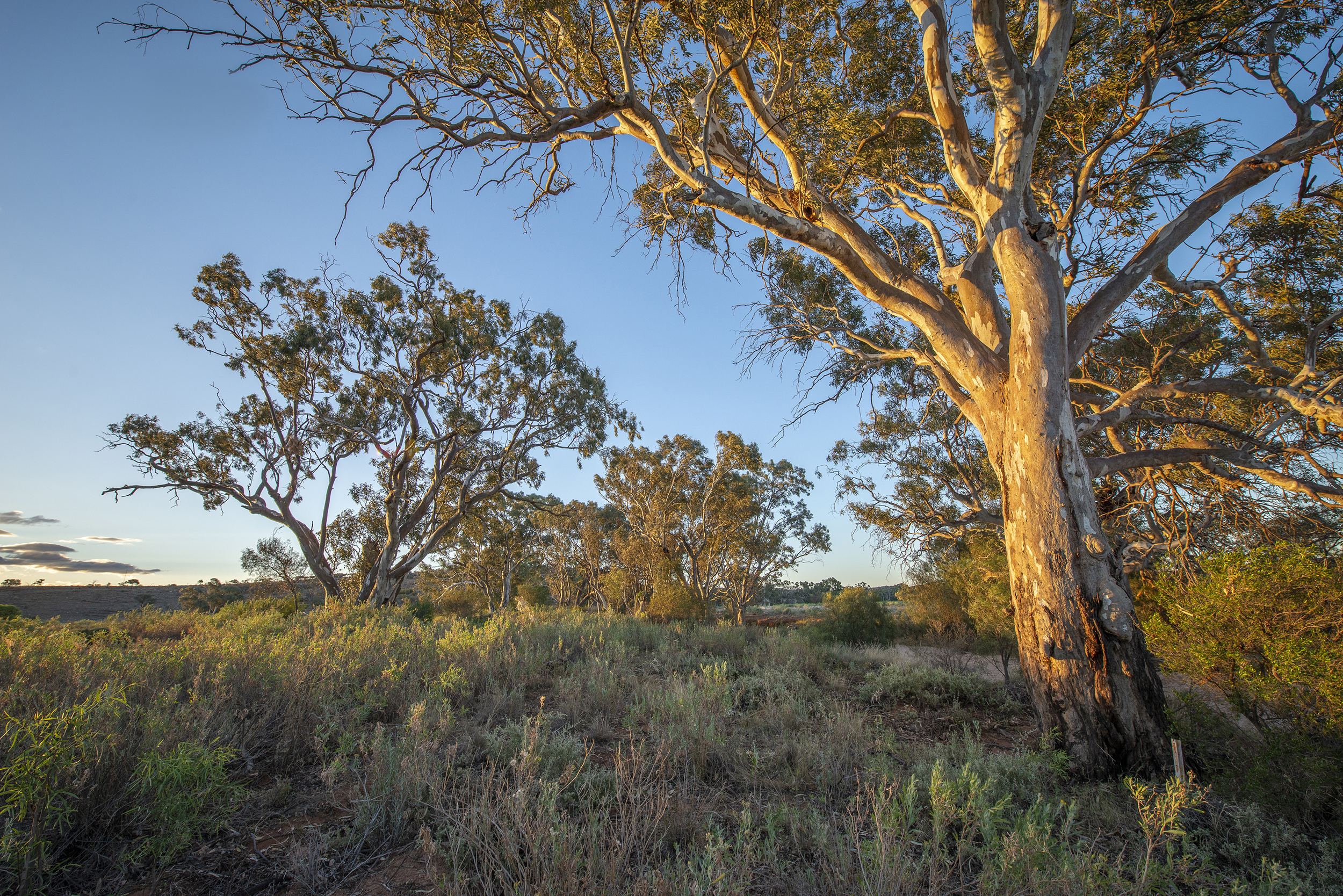 Homestead Creek picnic area, Mutawintji National Park. Photo credit : John Spencer / DPE