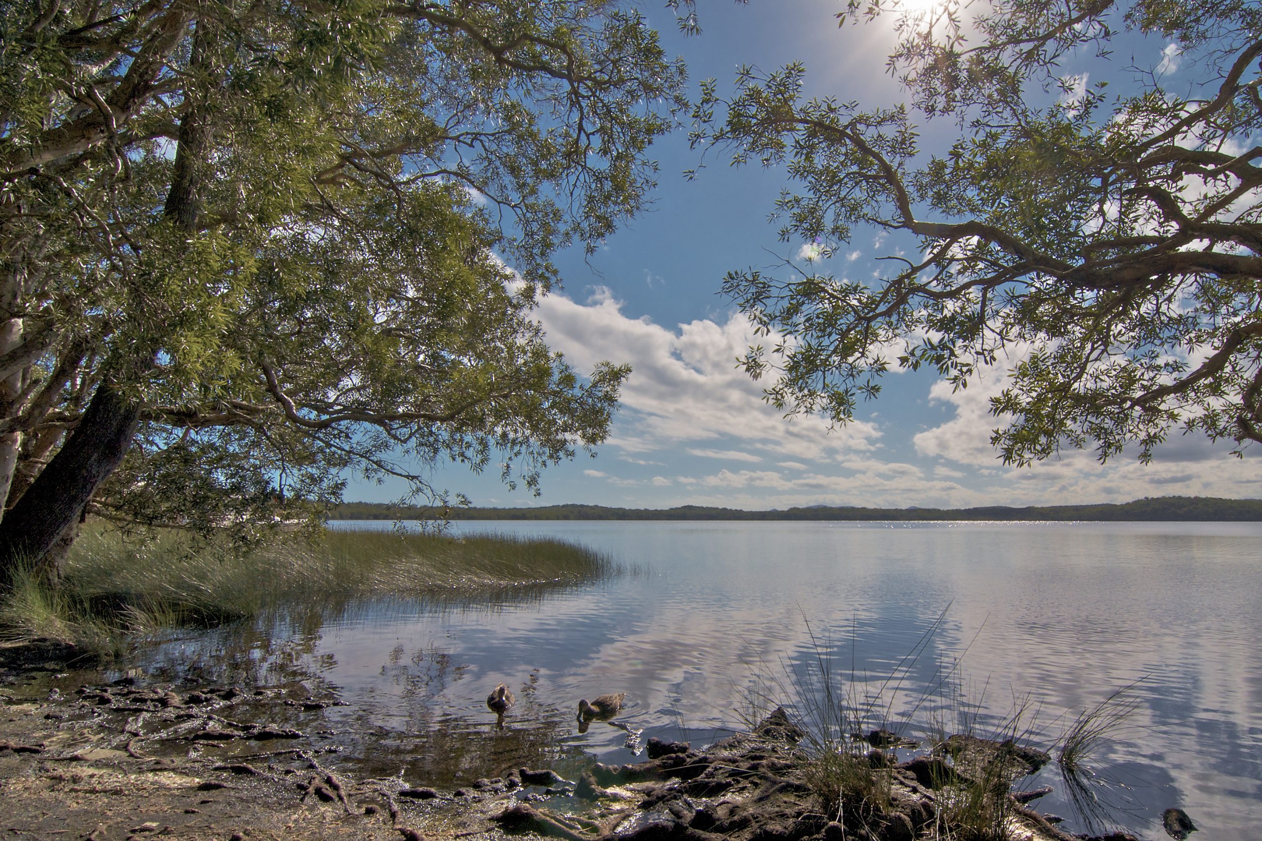Johnsons Beach campground, Myall Lakes National Park. Photo credit : John Spencer / DCCEEW © DCCEEW