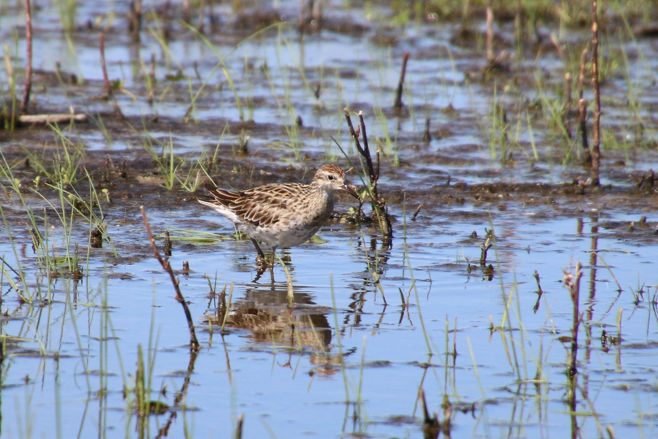 Calidris acuminata (Sharp-tailed Sandpiper), Macquarie Marshes Nature Reserve . Photo credit: Nicola Brookhouse/DPIE