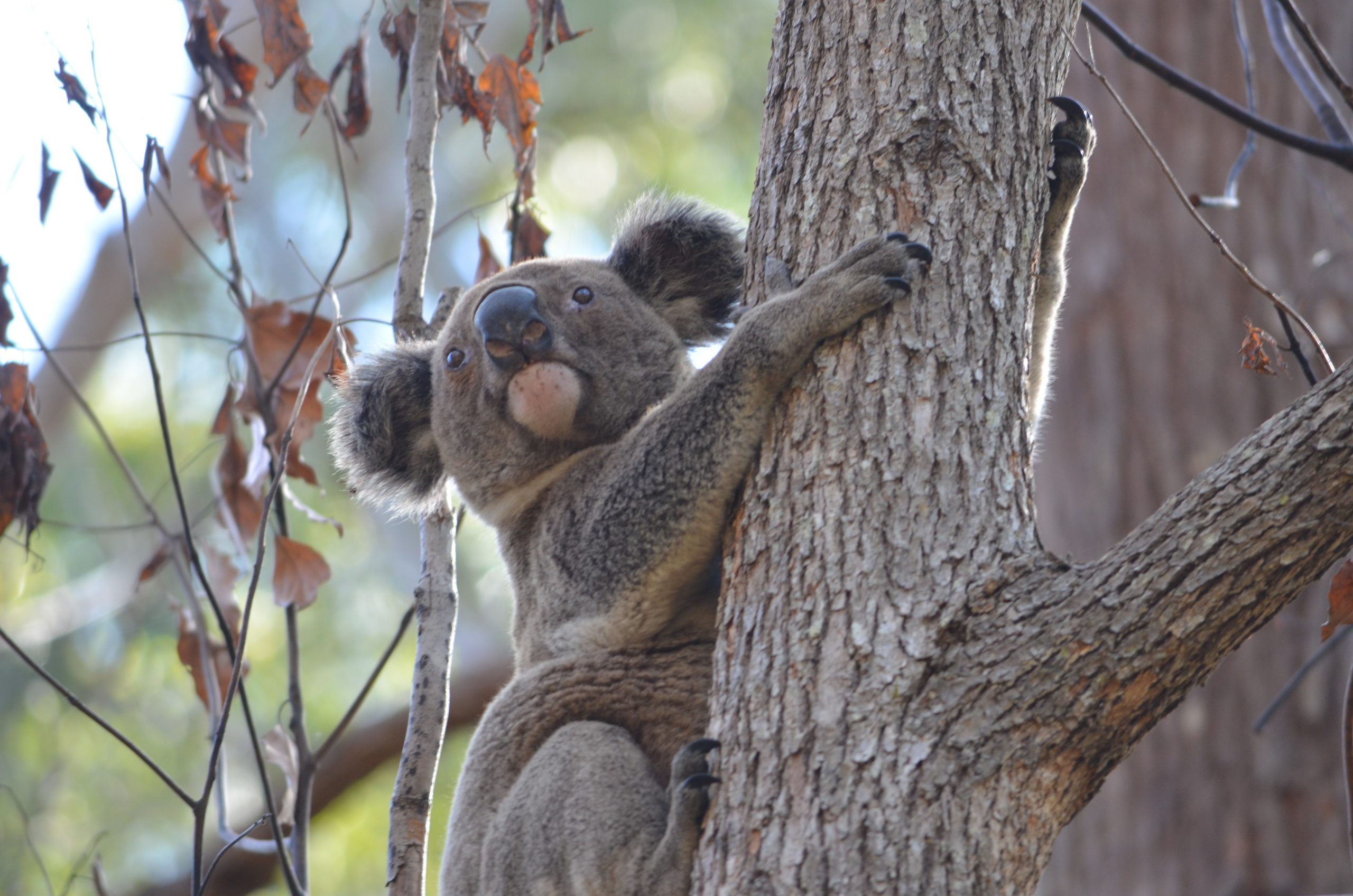 Koala Phascolarctos cinereus (Goldfuss, 1817) between the Tweed and Brunswick Rivers east of the Pacific Highway, Threatened Population. Photo credit: Scott Hetherington / DPIE