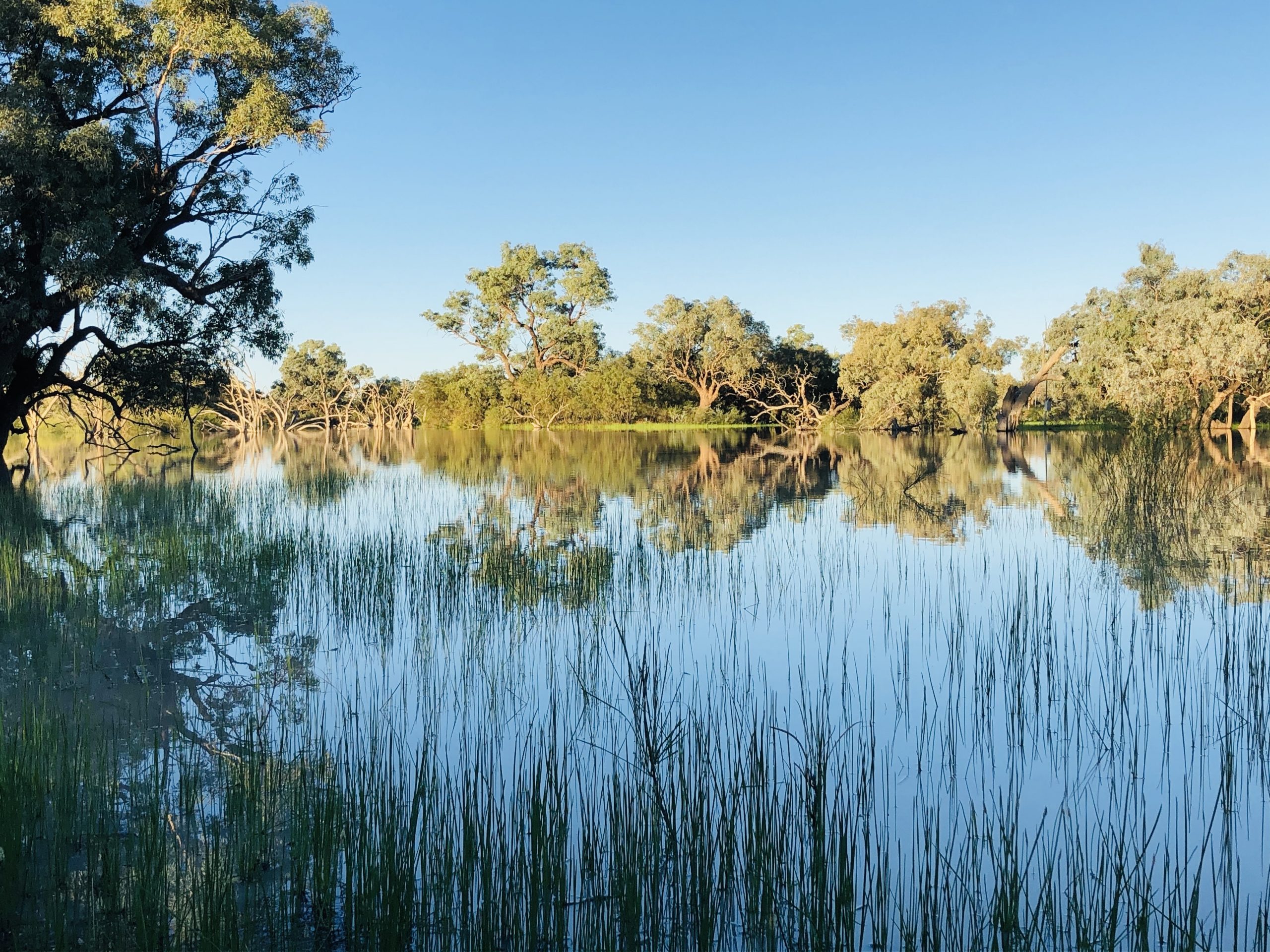 Warrego wetland (Wairku Pulka) walk and picnic area, Toorale National Park. Photo credit : Melissa Hams / DCCEEW © DCCEEW