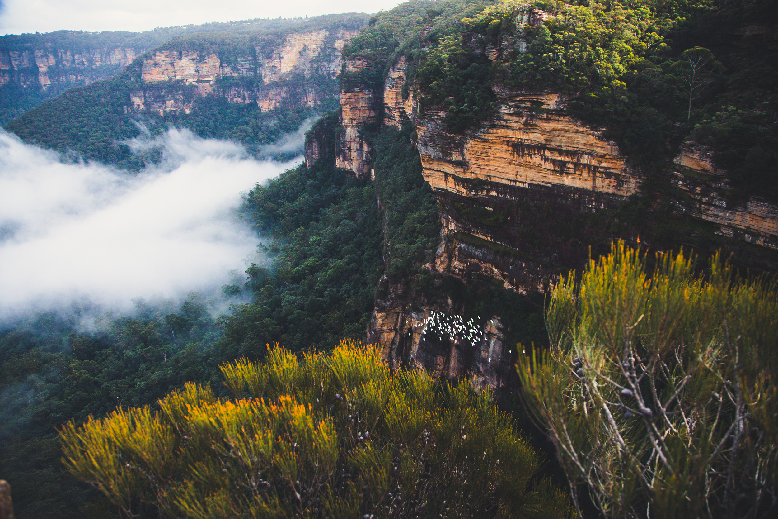 Upper Blue Mountains cliff face. Photo credit : Dan Parsons