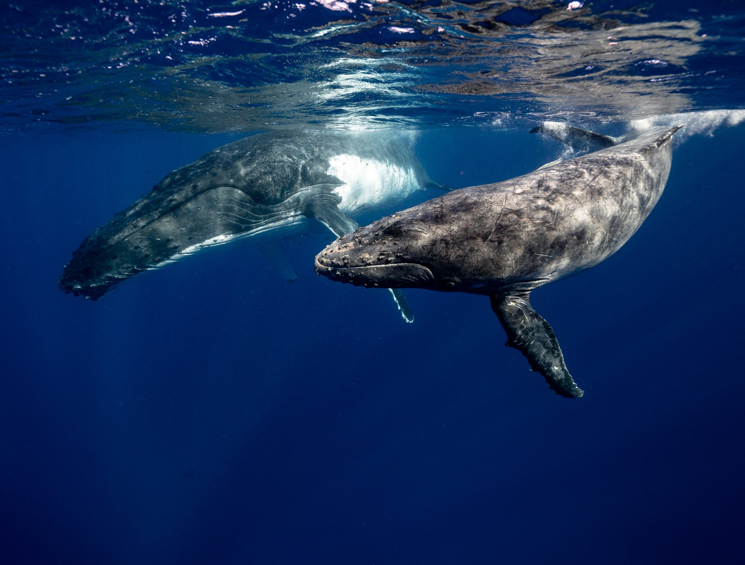 Motherly whale facts about our favourite gentle giants