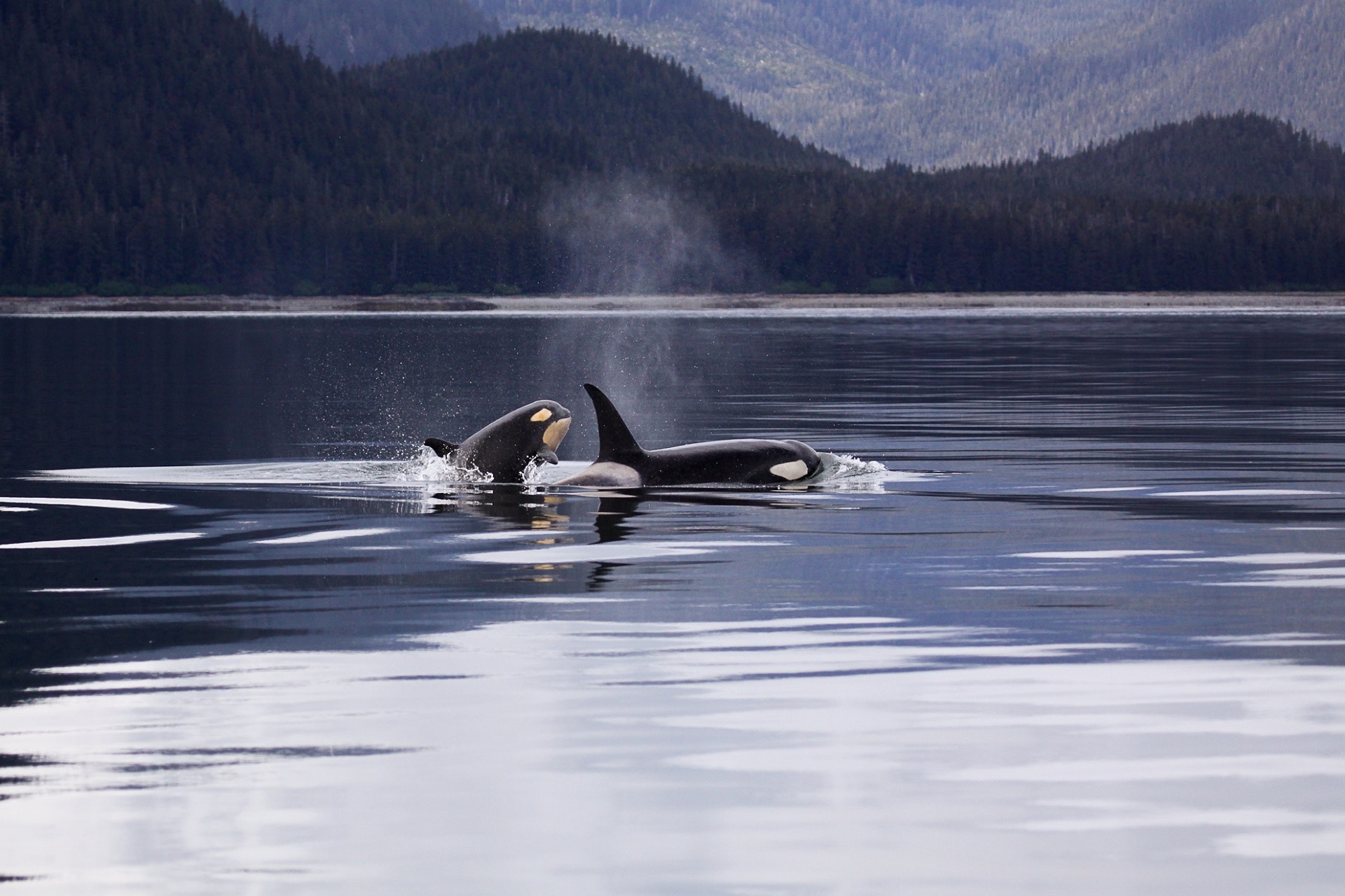 Whales. Pixabay via Pexels