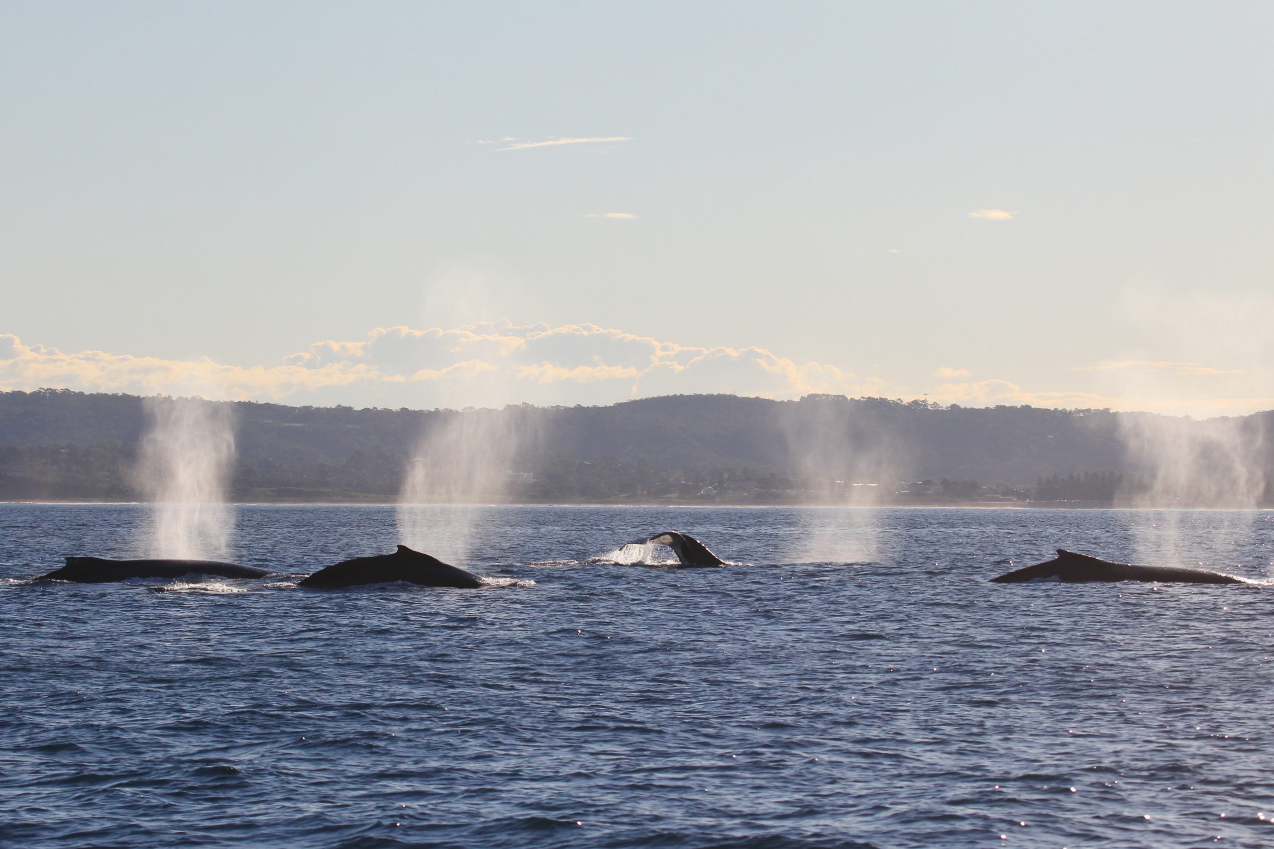 Humpback Whales Megaptera novaeangliae Cetacean. Photo: Jonas Liebschner/DCCEEW © DCCEEW