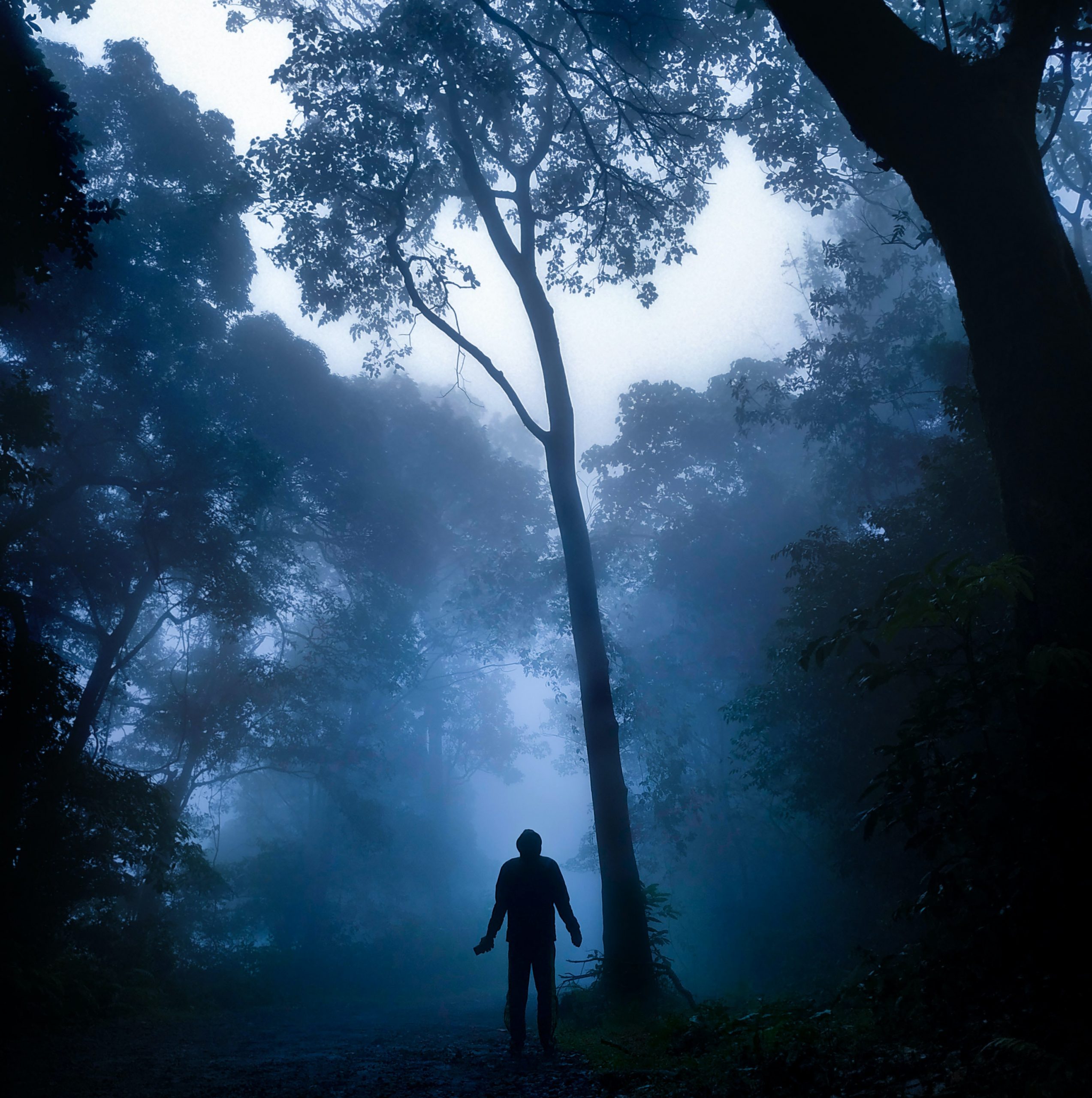 A person in the trees. Photo: © Tony Sebastian via Pexels