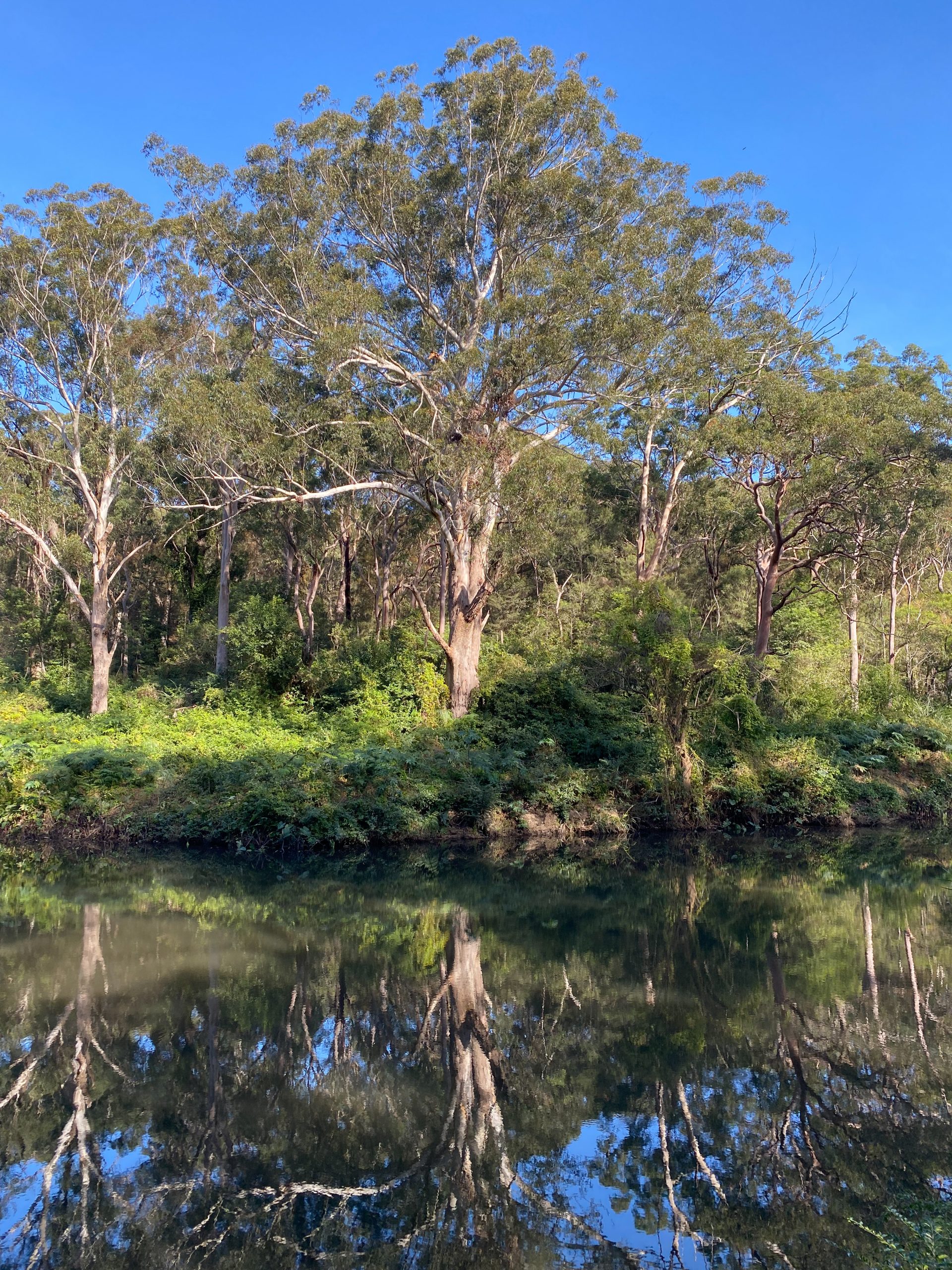 A tree reflected in the water in a national park. Photo: © Tim Ashelford