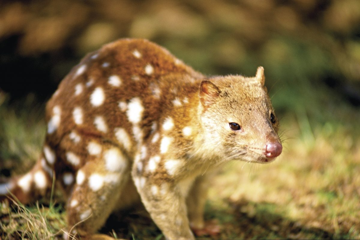 Spotted-tailed quoll. Photo: John Turbill / DPIE