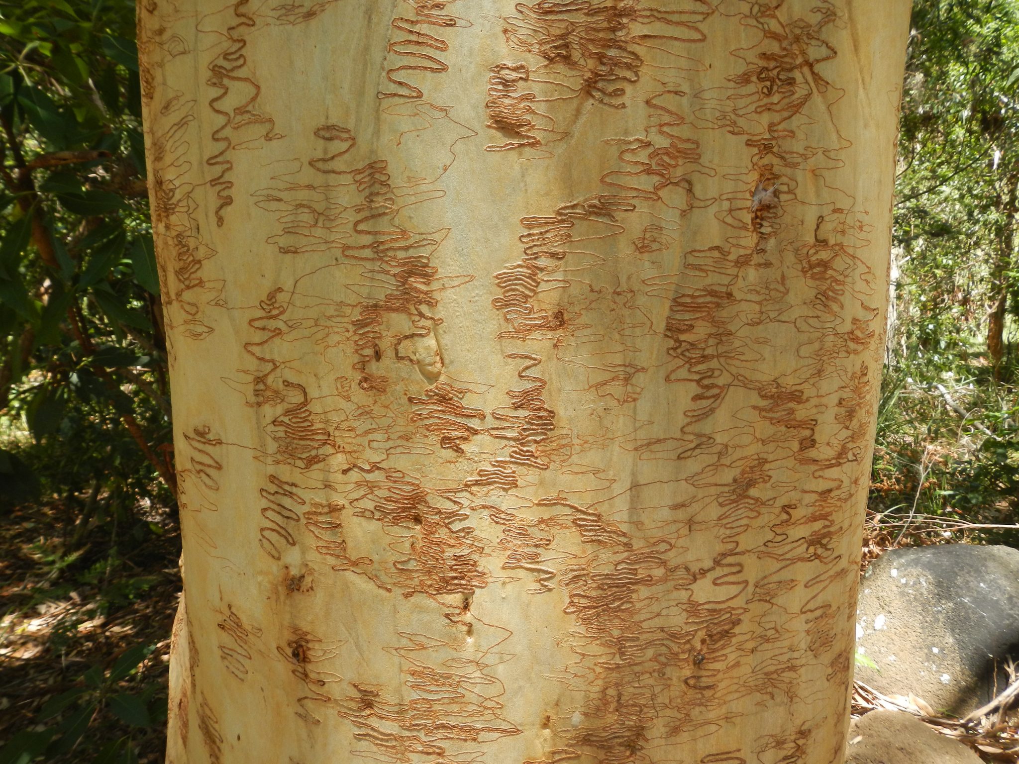 Broad leaved Scribbly Gum Eucalyptus haemastoma near the picnic area Little Bay, Hat Head National Park. Photo credit: Debby McGerty/DCCEEW © DCCEEW