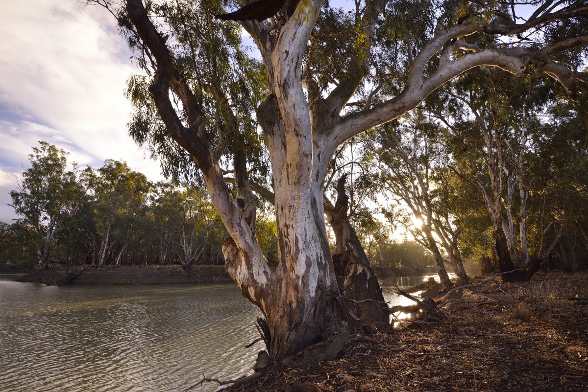 Murrumbidgee River, river red gums near the viewing platform Yanga National Park. Photo credit: Gavin Hansford/DPIE