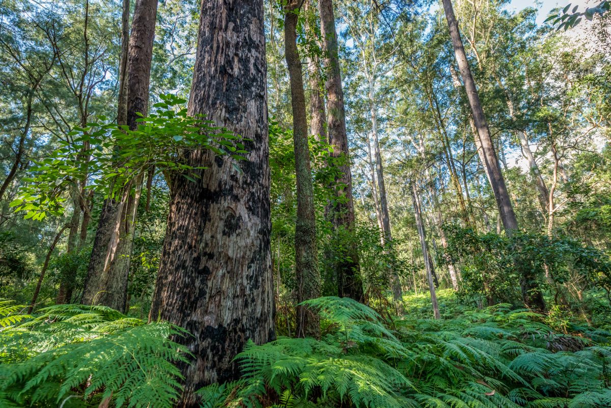 Eucalyptus blue gum trees (Eucalyptus globulus) and Australian tree ferns (Dicksonia antarctica) in the forest at Dalrymple-Hay Nature Reserve. Photo credit : John Spencer / DPIE