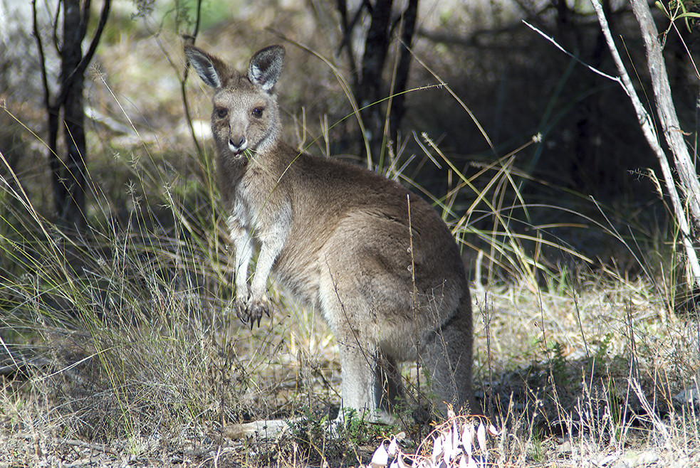 Kangaroo around Lavender Vale Homestead. Photo credit : Michael Van Ewijk / DPE