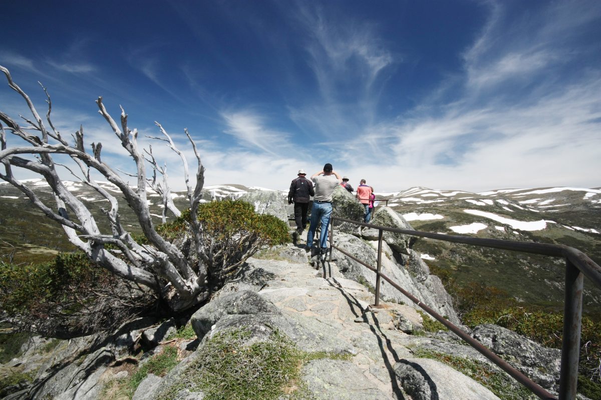 Main Range lookout, Snow Gums Boardwalk . Photo credit : E Sheargold/DPIE
