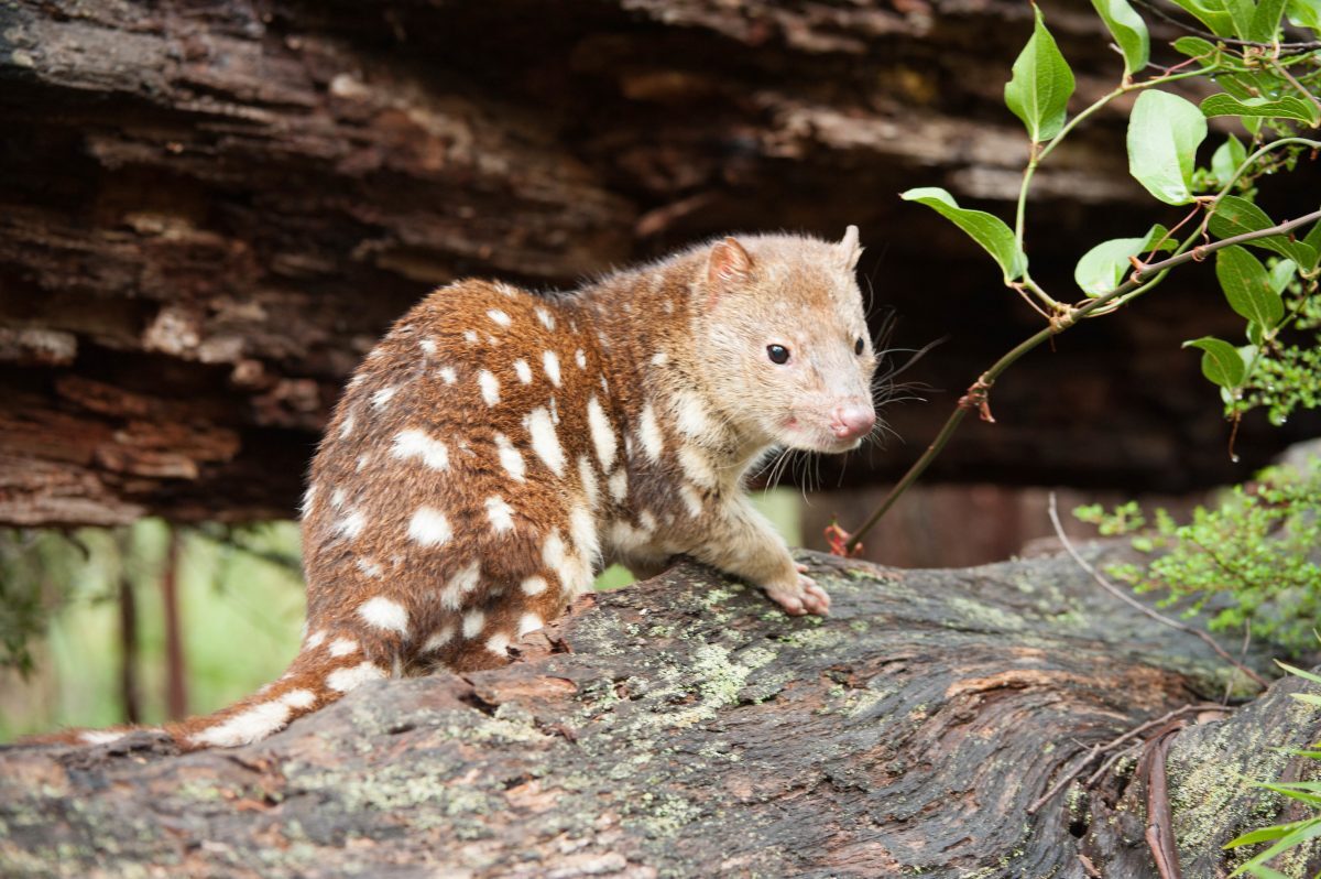 The vulnerable species the Spotted-tailed quoll. Photo credit: James Evans / DPIE