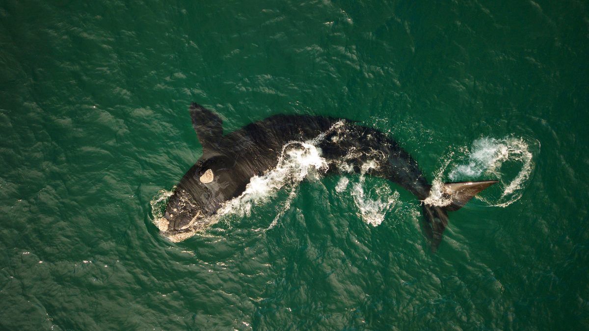 Southern Right Whale, Eubalaena australis. Photo credit: Lachlan Hall / DPIE