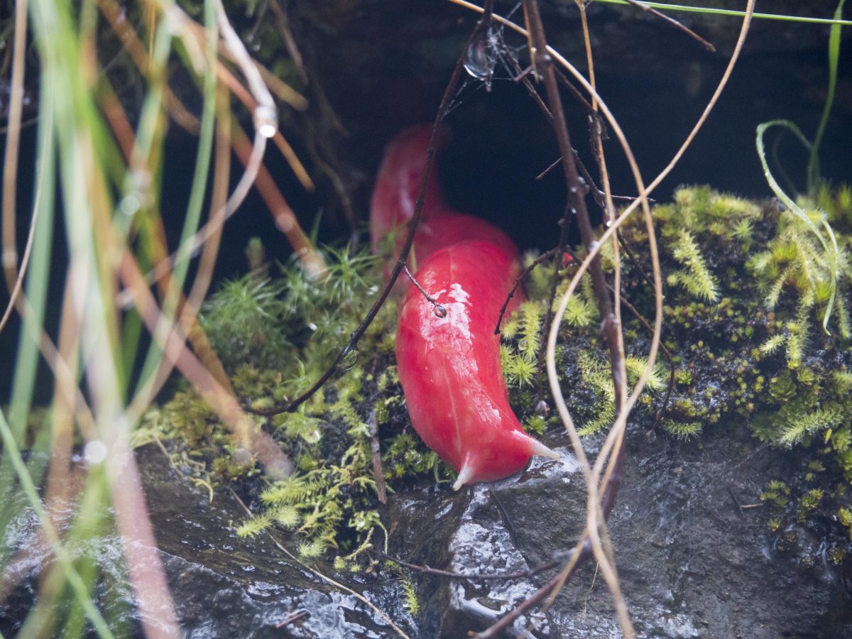 The Mount Kaputar pink slug. Photo credit : Leah Pippos DPE