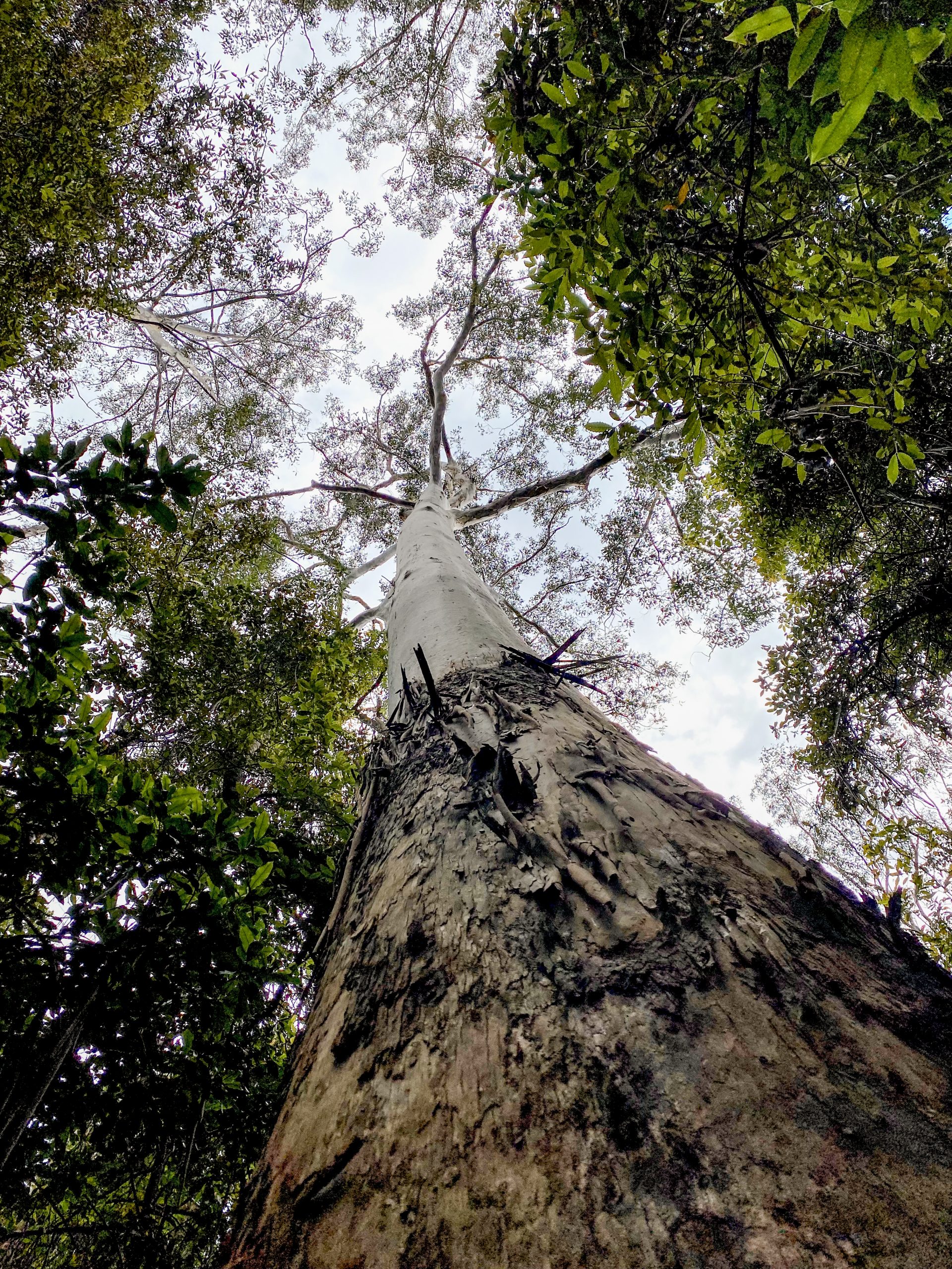 Point of view looking from the ground up of a tree, in Dorrigo National Park. Photo: © Tim Ashelford