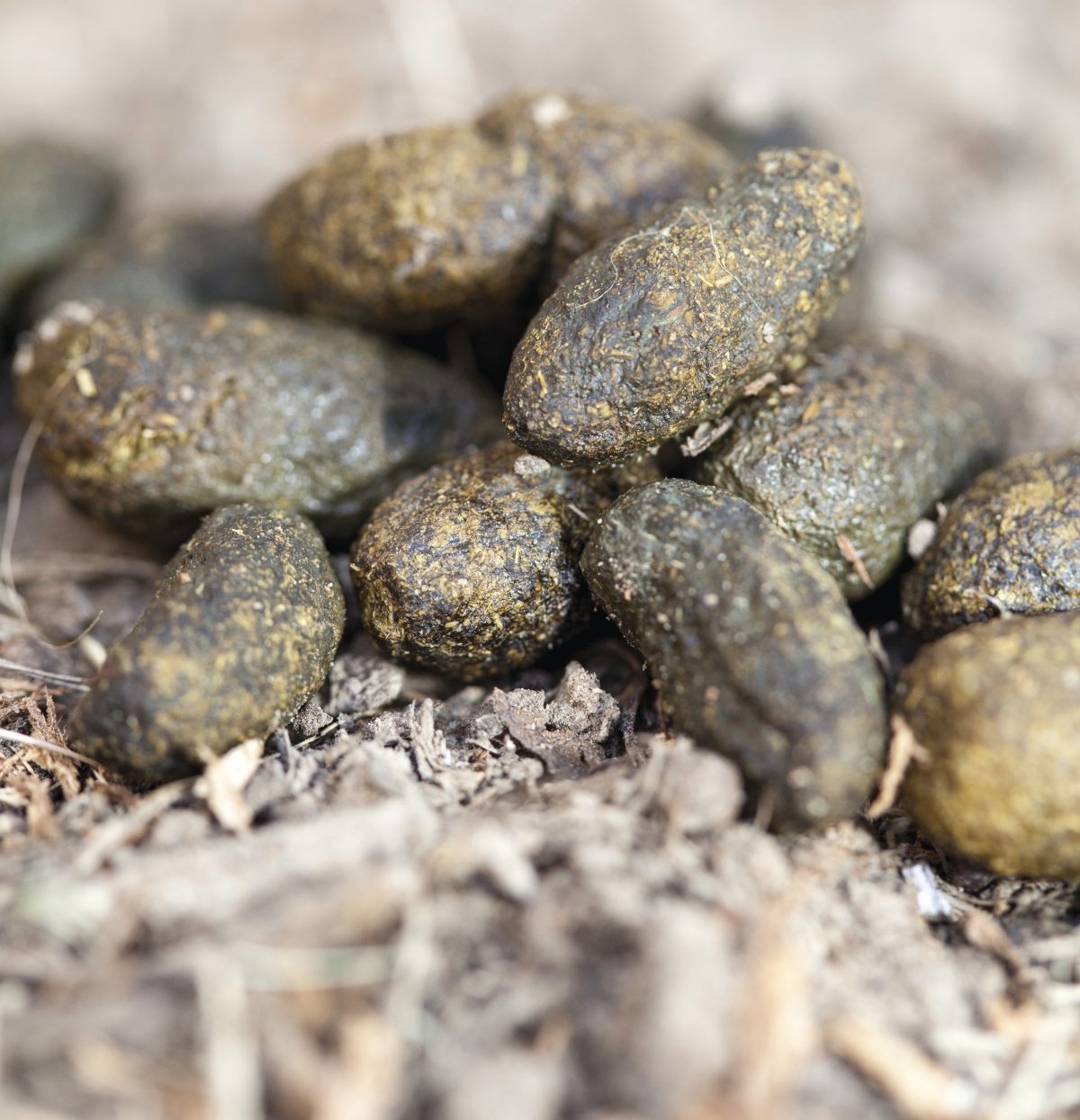 Koala Scat, Phascolarctos cinereus. Photo Credit : Rosie Nicolai /DPE