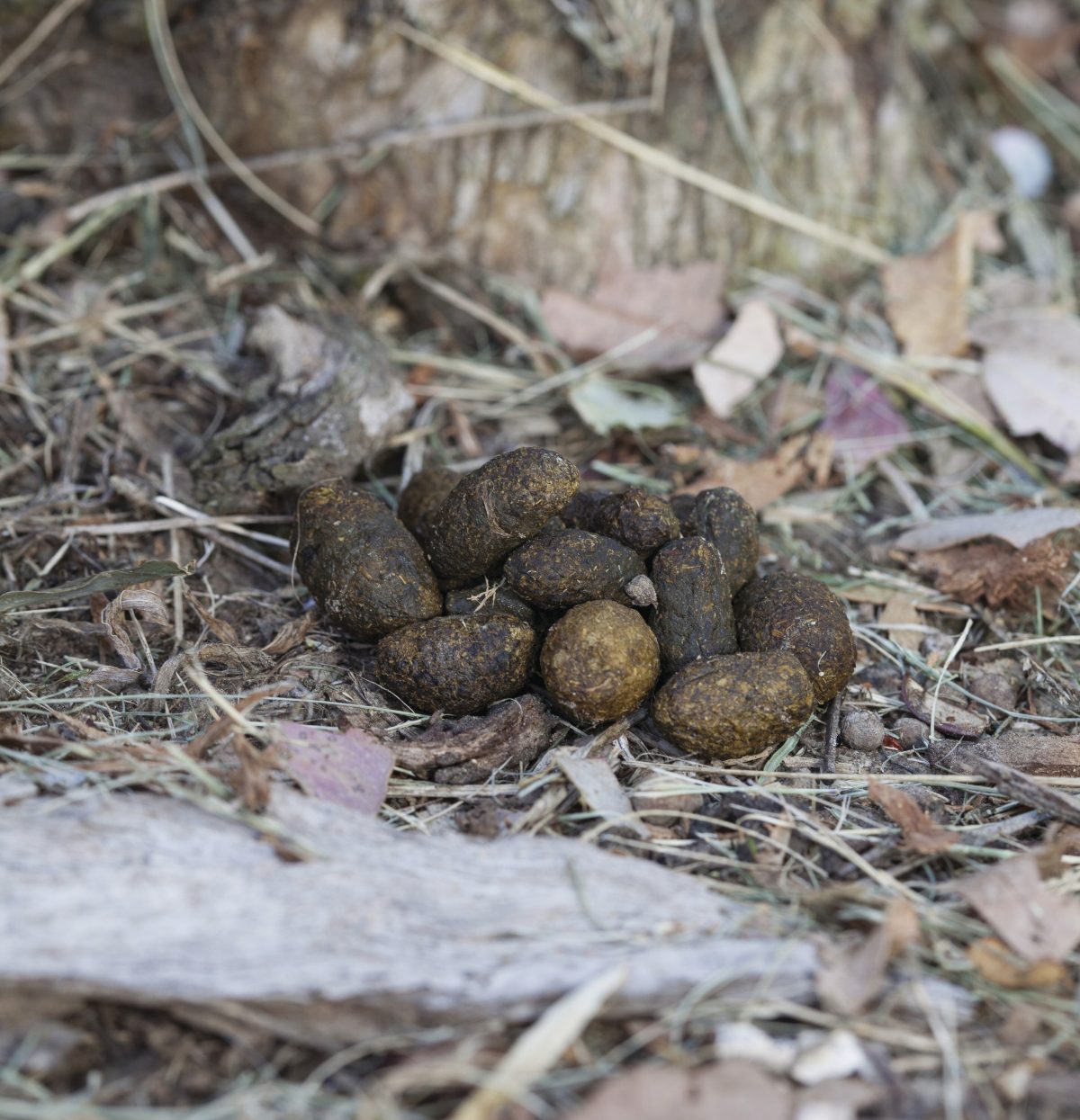 Koala Scat, Koala Scat, Phascolarctos cinereus. Photo credit: Rosie Nicolai / DPE