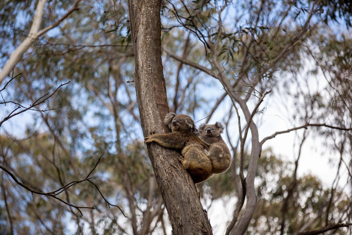Koala up a tree. Photo credit: KD video