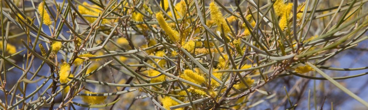 Mulga / Acacia aneura. Photo credit: Parks Australia