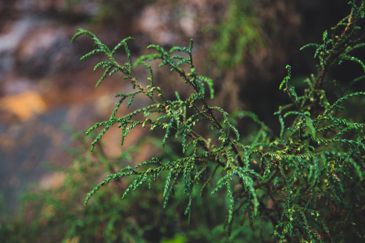 Dwarf mountain pine. Photo credit: Dan Parsons / DCCEEW © Studio Bilby