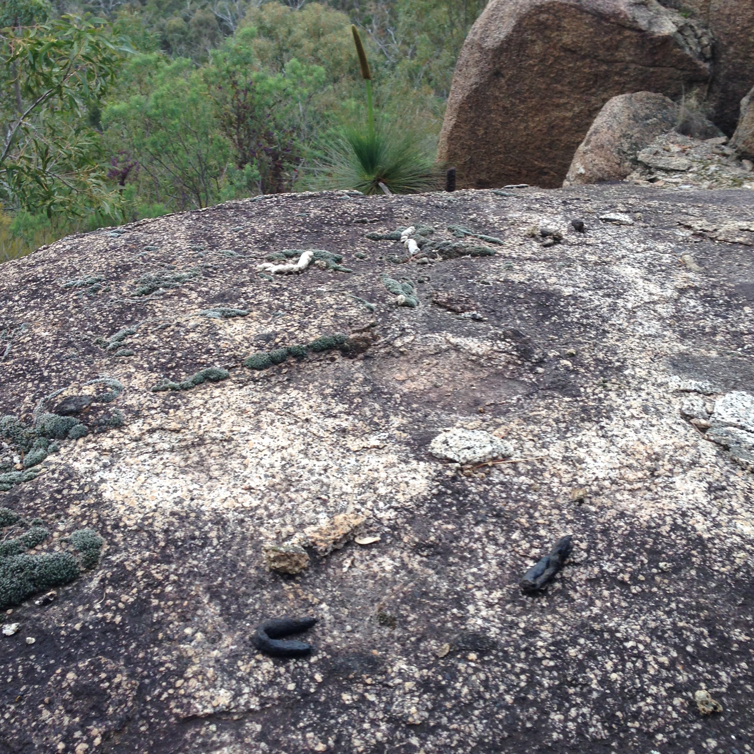 Quoll latrine. Photo credit: James Dawson / DPE