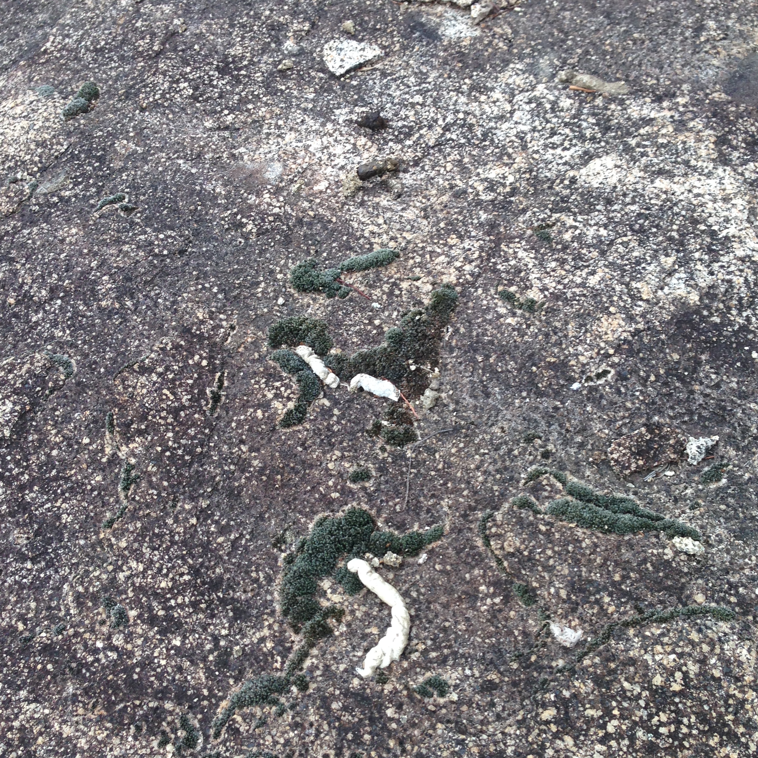 Quoll latrine. Photo credit: James Dawson / DPE