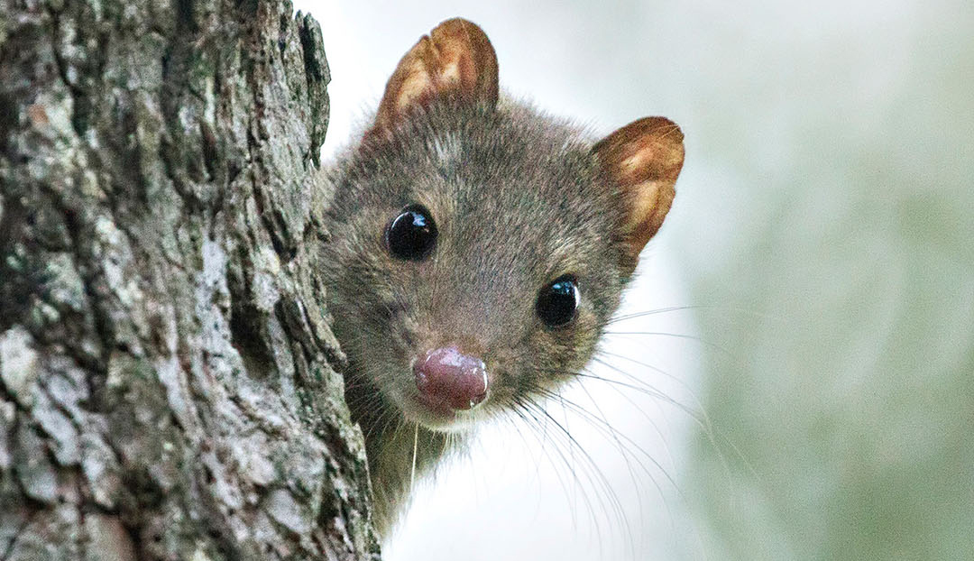Peek-a-poo: what's in animals' number twos?