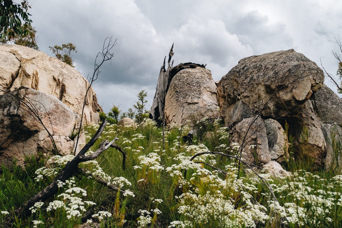 Mystery Face walking track. Photo credit: Harrison Candlin / DPE
