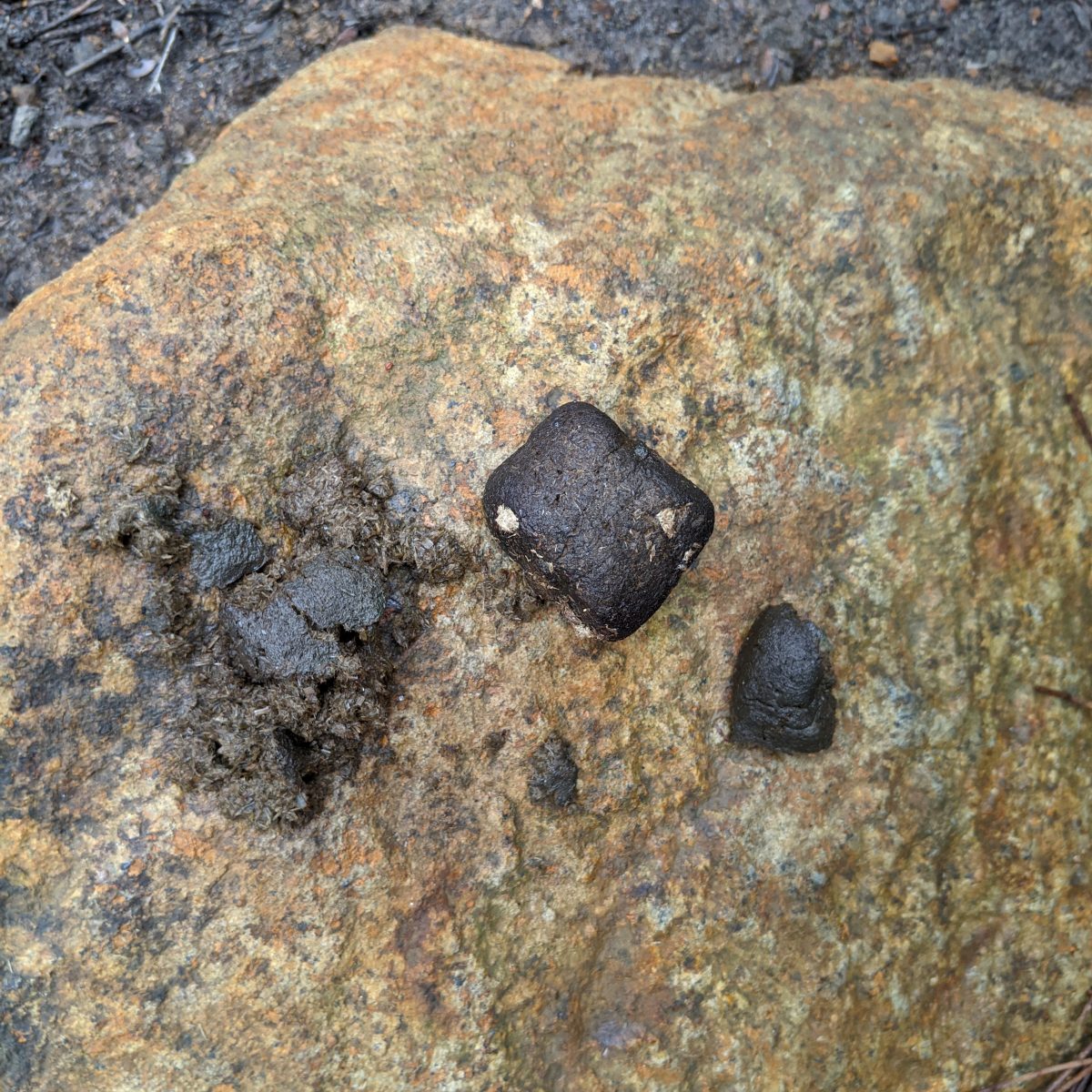 Wombat scat. Photo credit: DPE