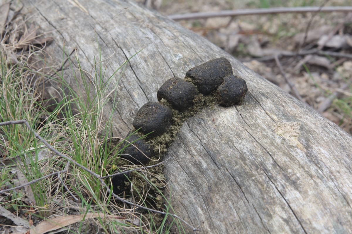Wombat scat across a log. Photo: Koala Scat. Photo credit: Peter Sheratt /DPIE