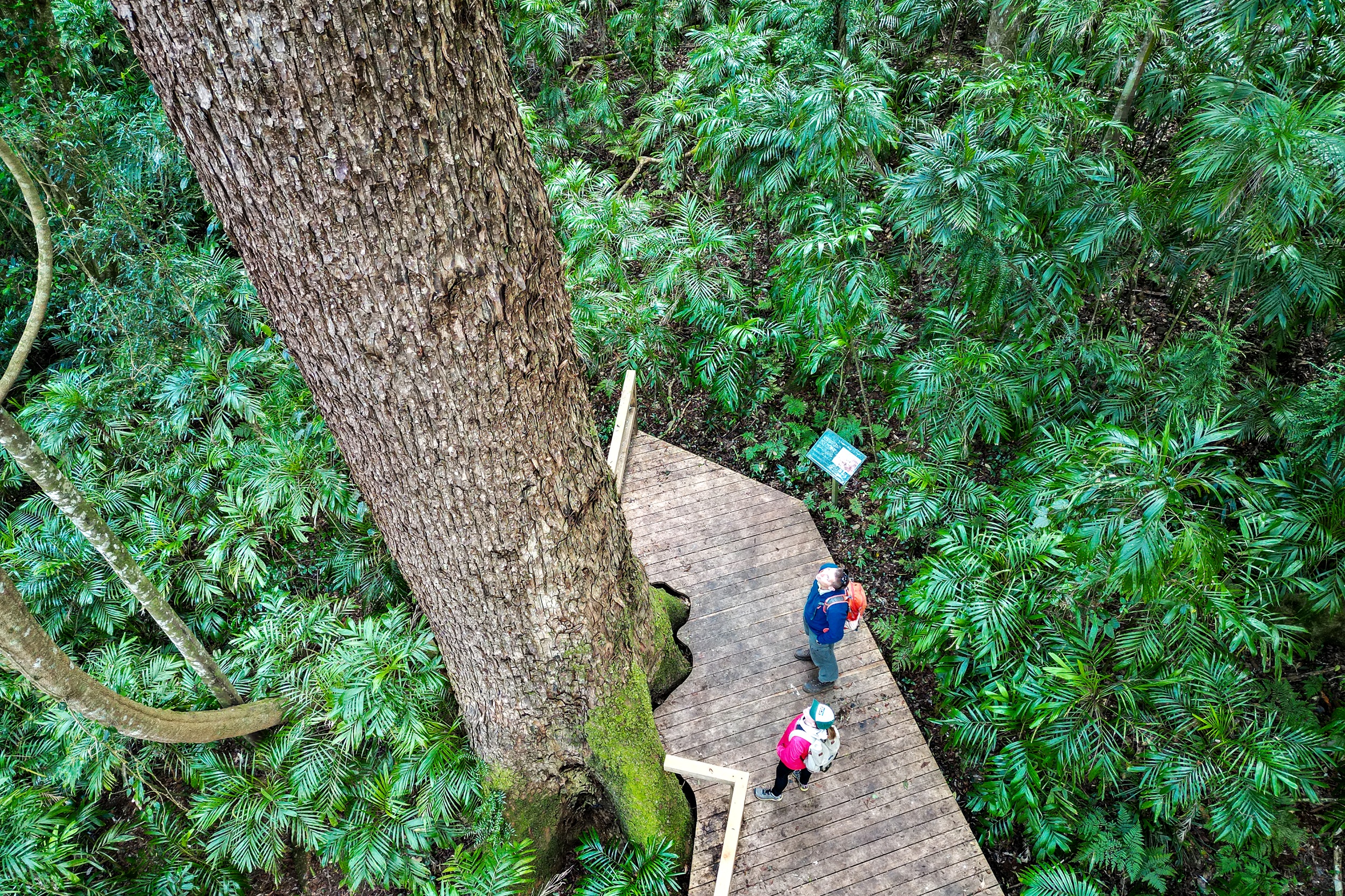 Two walkers on a rainforest track in Washpool National Park. Photo: © DCCEEW 