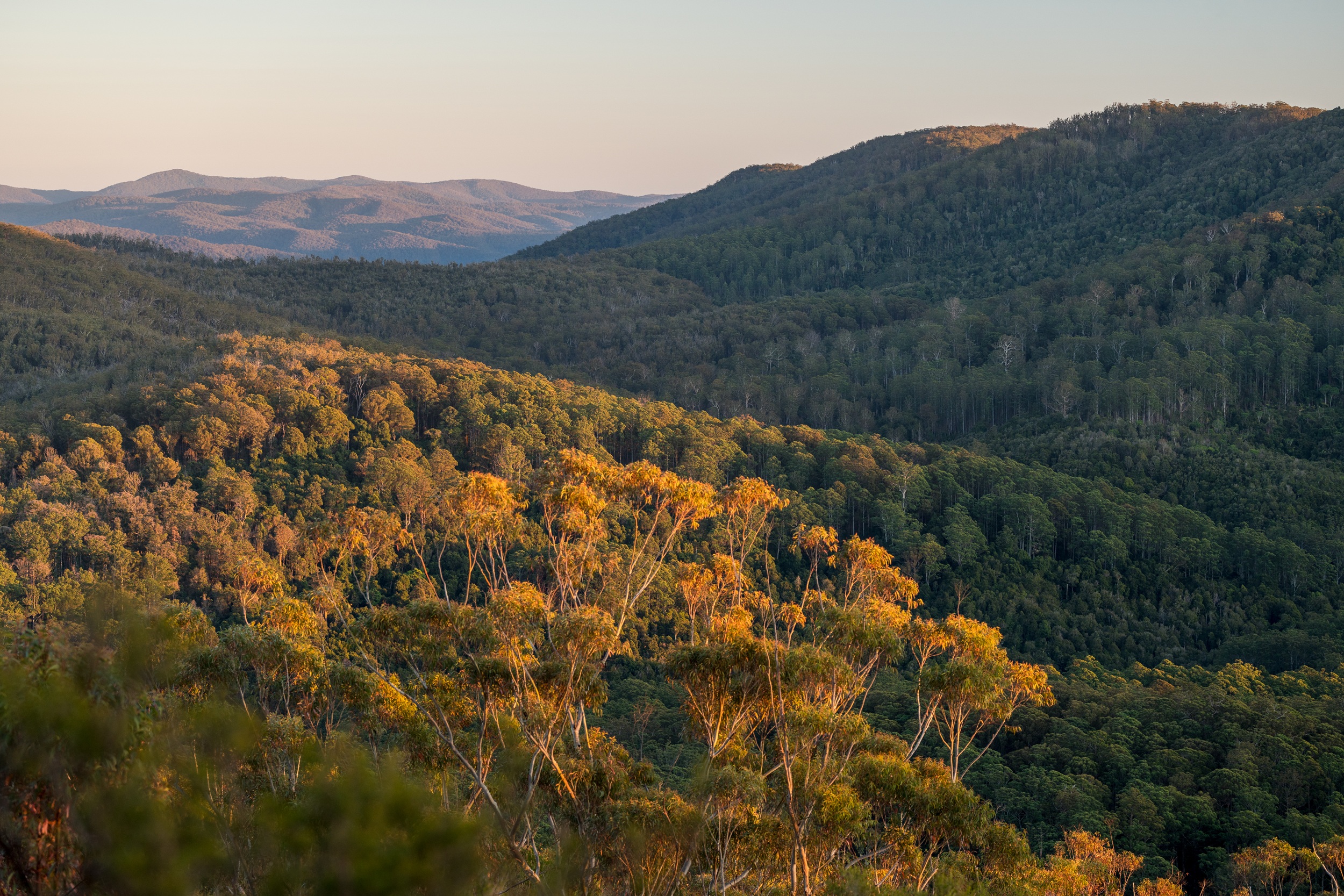 Veiws of the mountains from Granite lookout in Washpool National Park. Photo: © DCCEEW