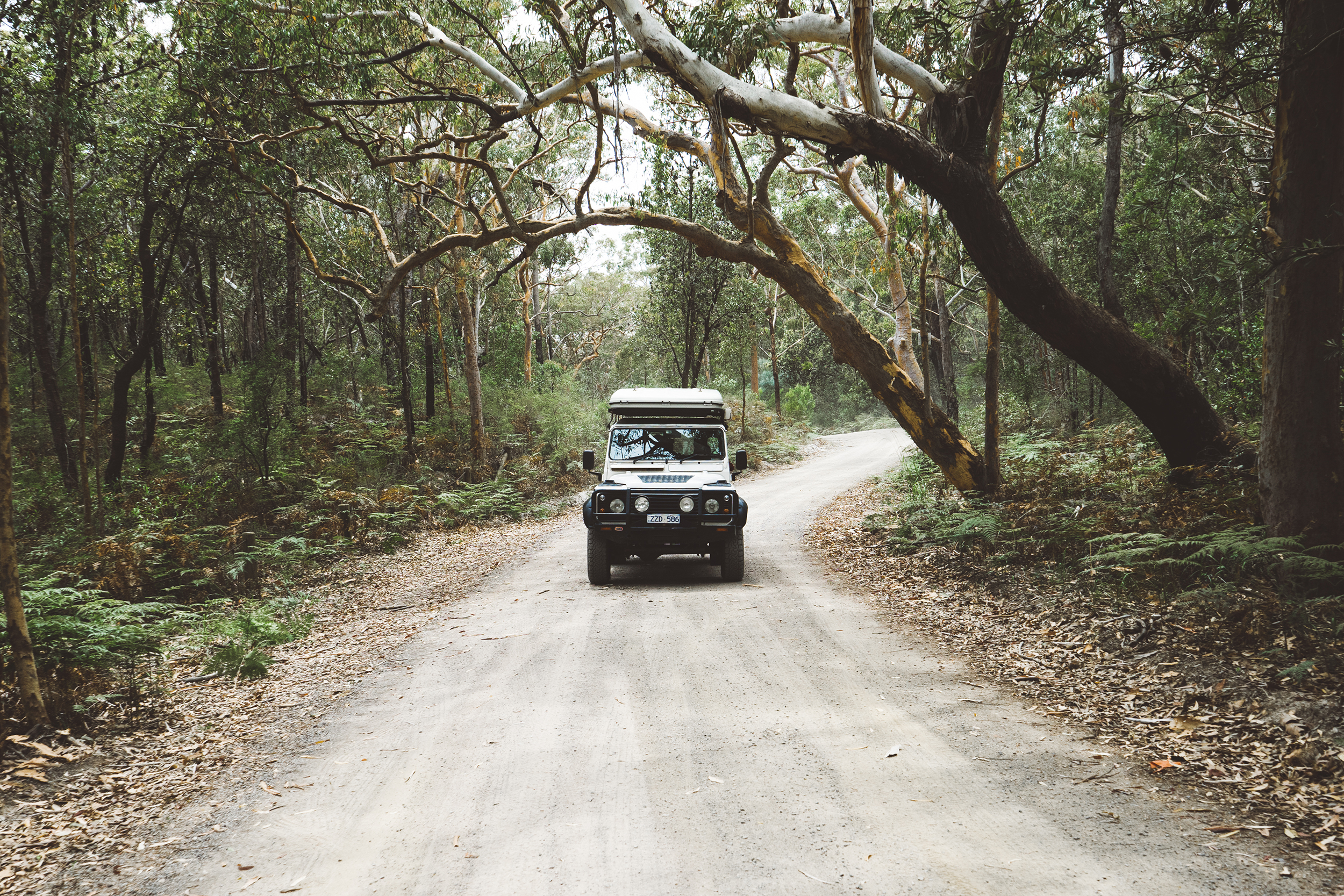 4WD on a road in a NSW National Park. Photo credit: Erin McGauley / DCCEEW © Studio Bilby