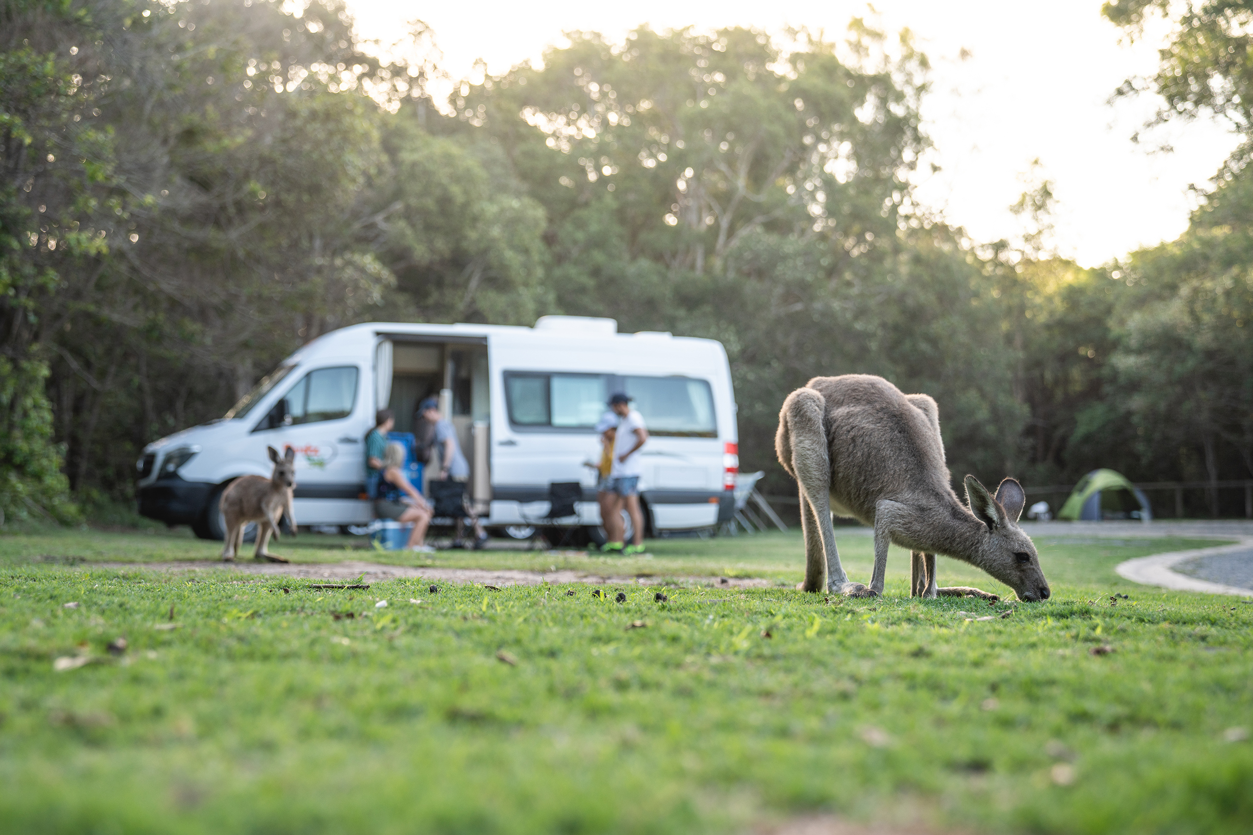 A group of people outside a campervan in the background. With a kangaroo in the foreground in Diamond Head campground, Crowdy Bay National Park. Photo credit: Rob Mulally / DCCEEW © Studio Bilby