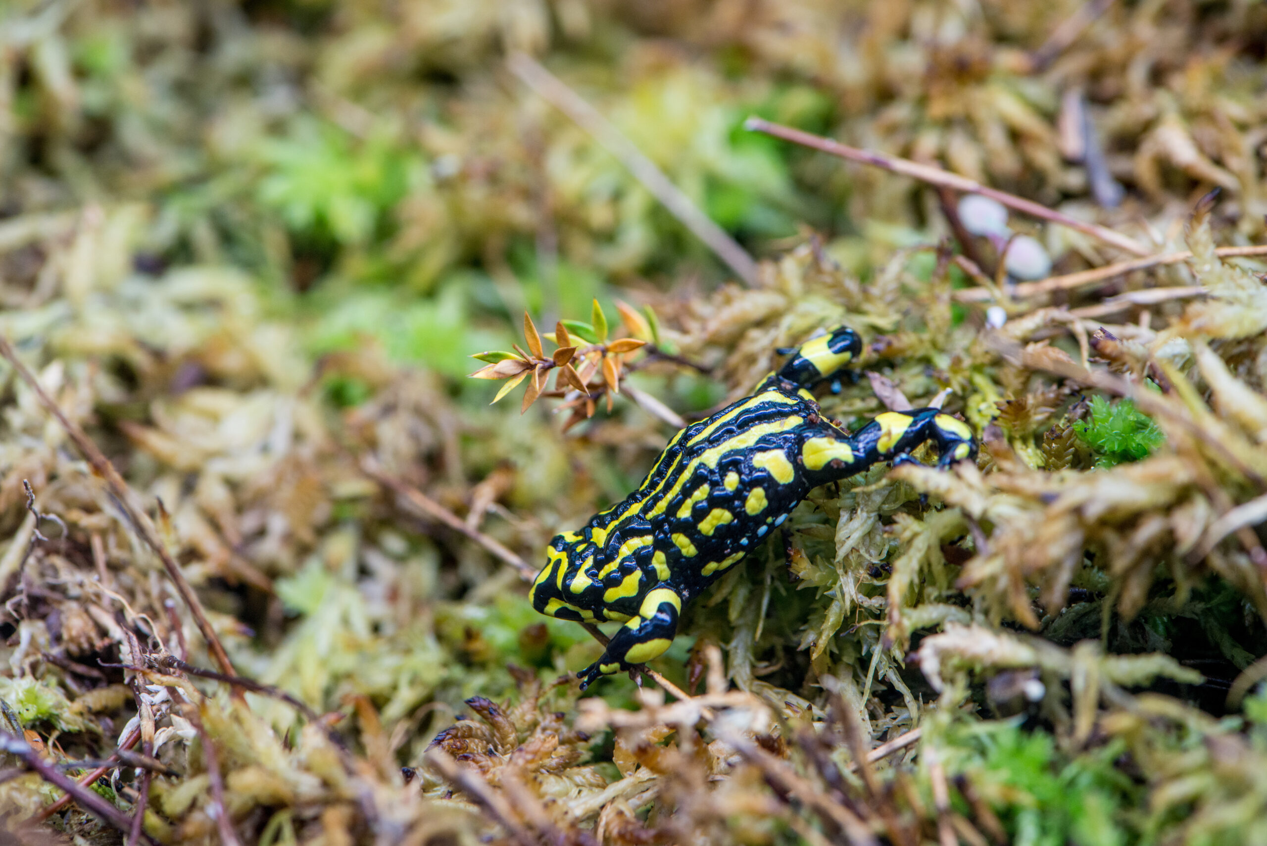 Corroboree Frog, Kosciuszko National Park. Photo credit : John Spencer / DPE